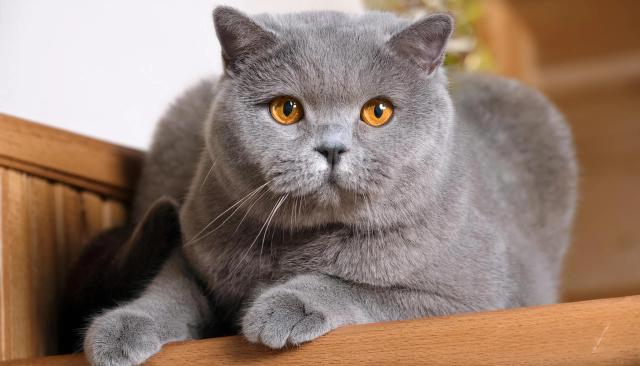 All About the British Shorthair: History, Traits and Care