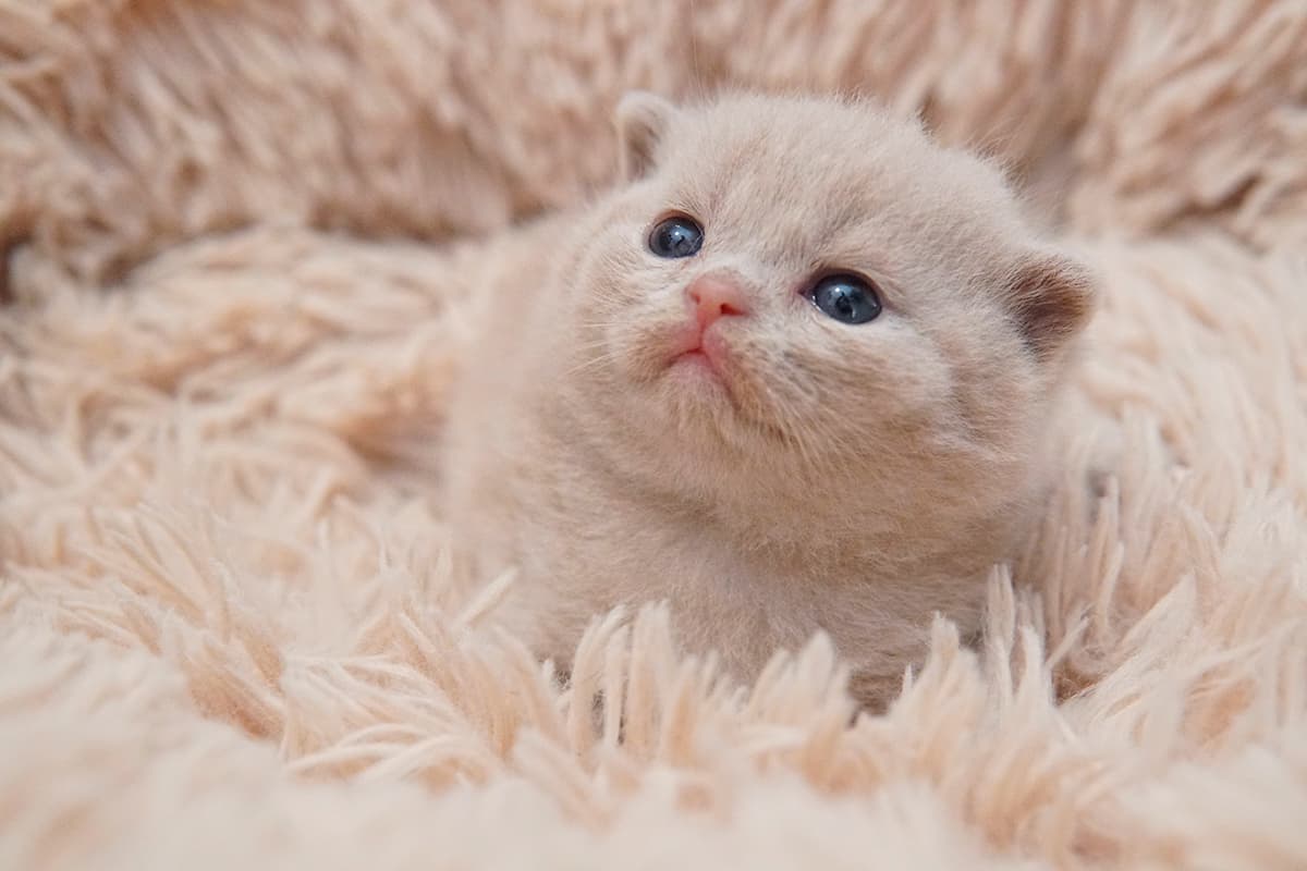 Lilac kitten lying down and looking up