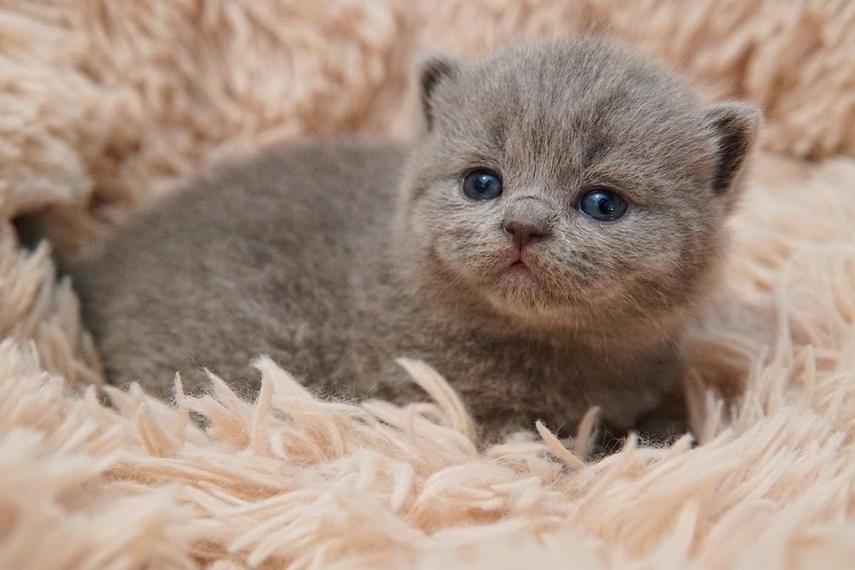 Two British Shorthair kittens cuddling
