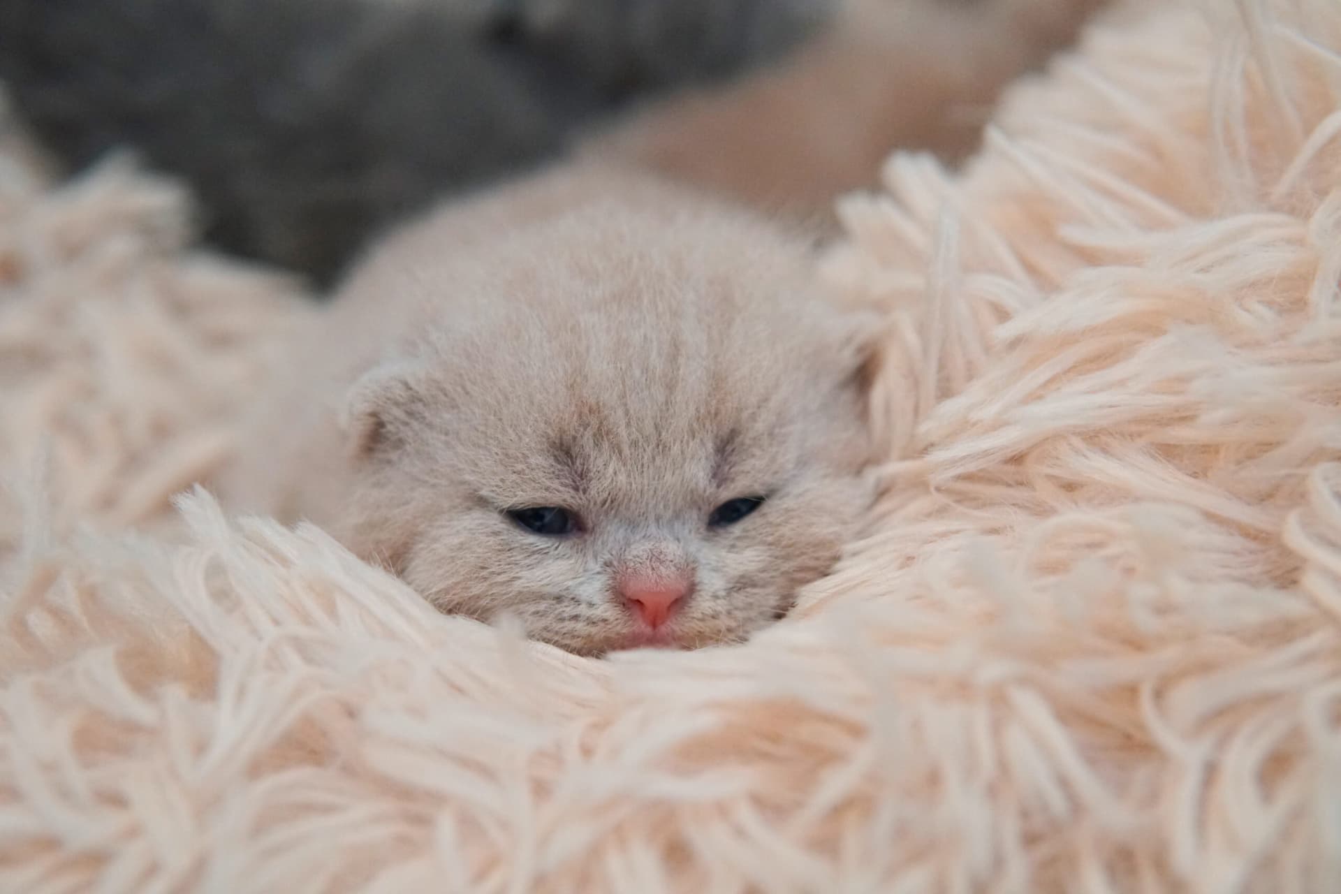 Lilac kitten resting on a fluffy blanket