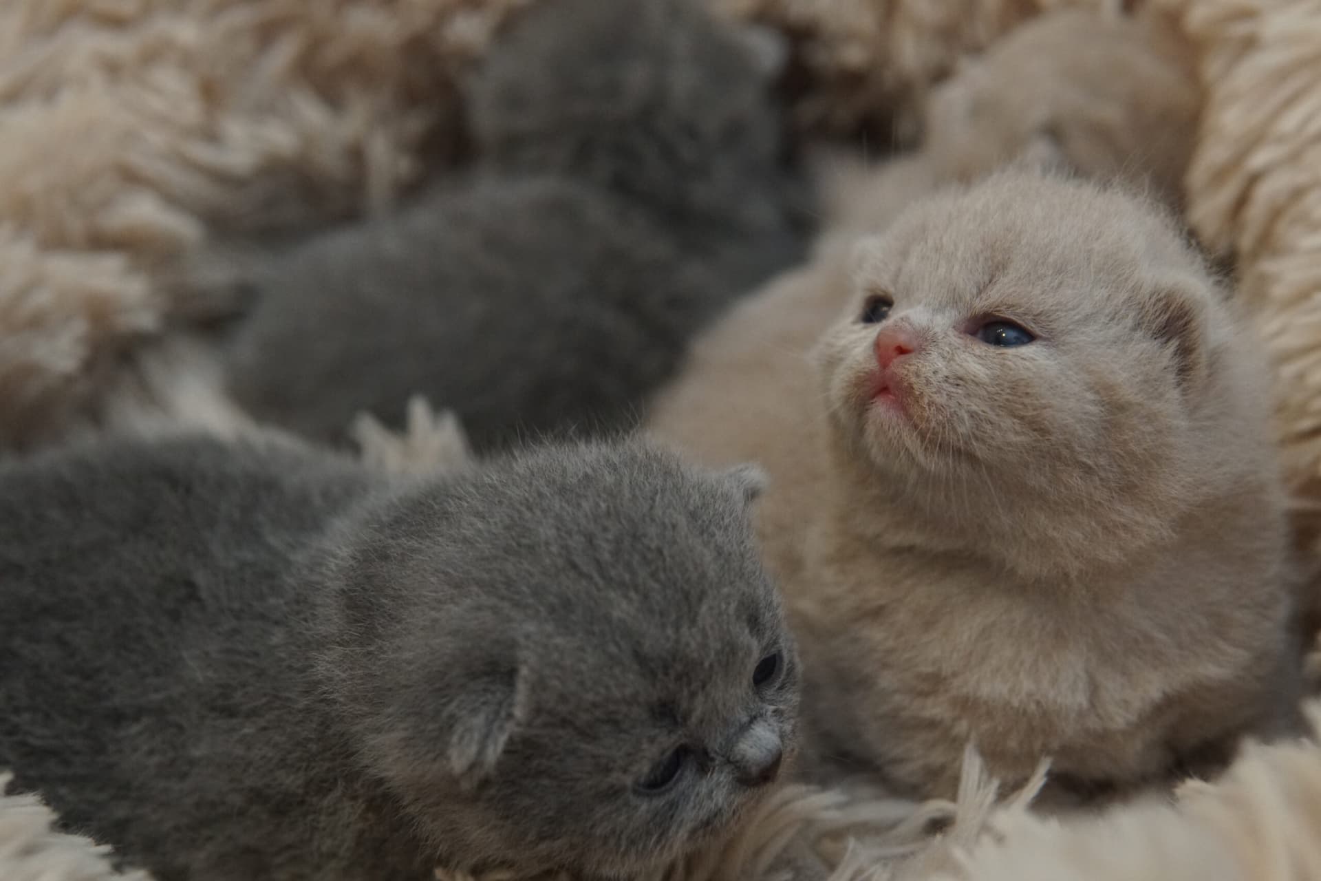 Group of three kittens sleeping together