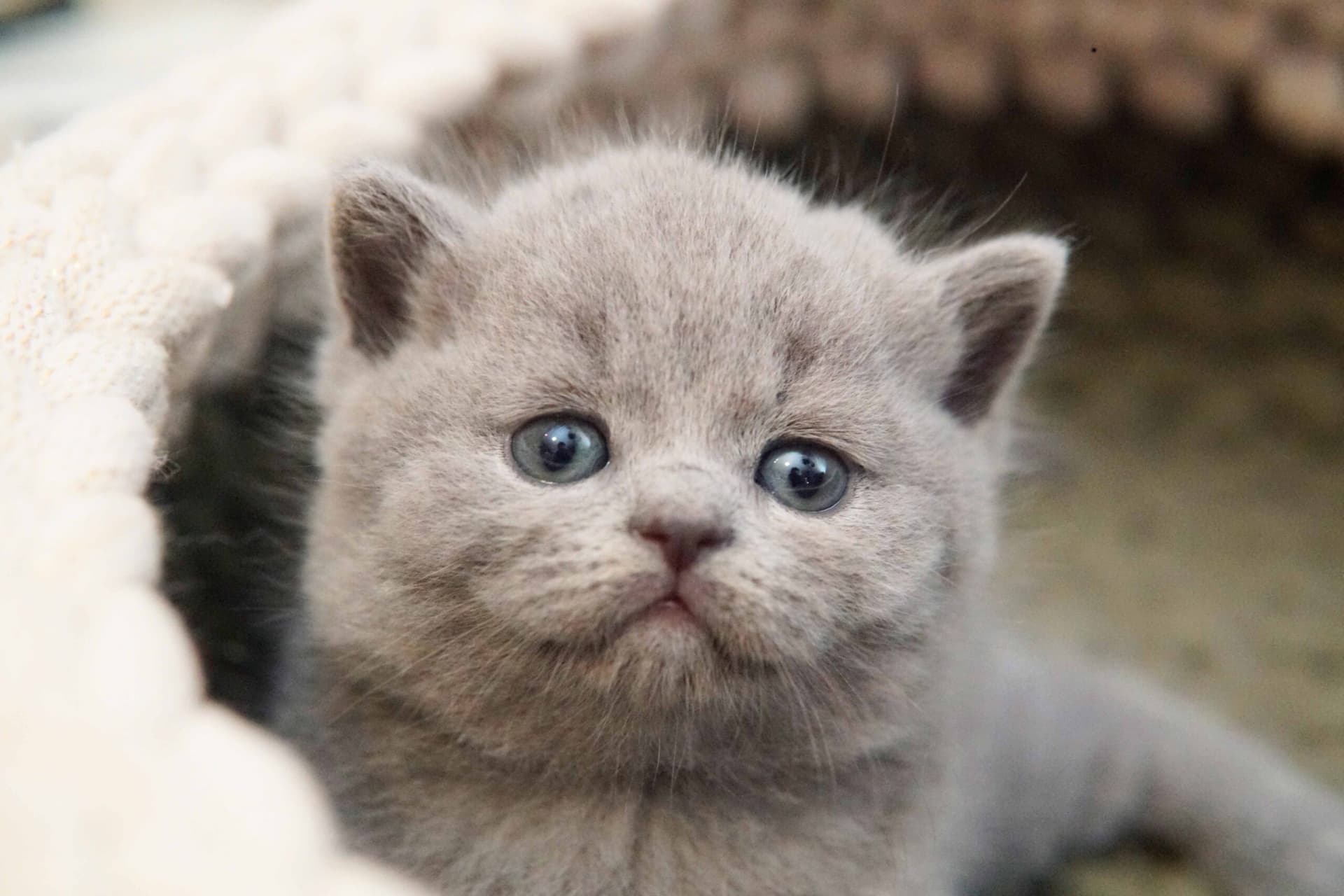 Close-up of a blue British Shorthair kitten