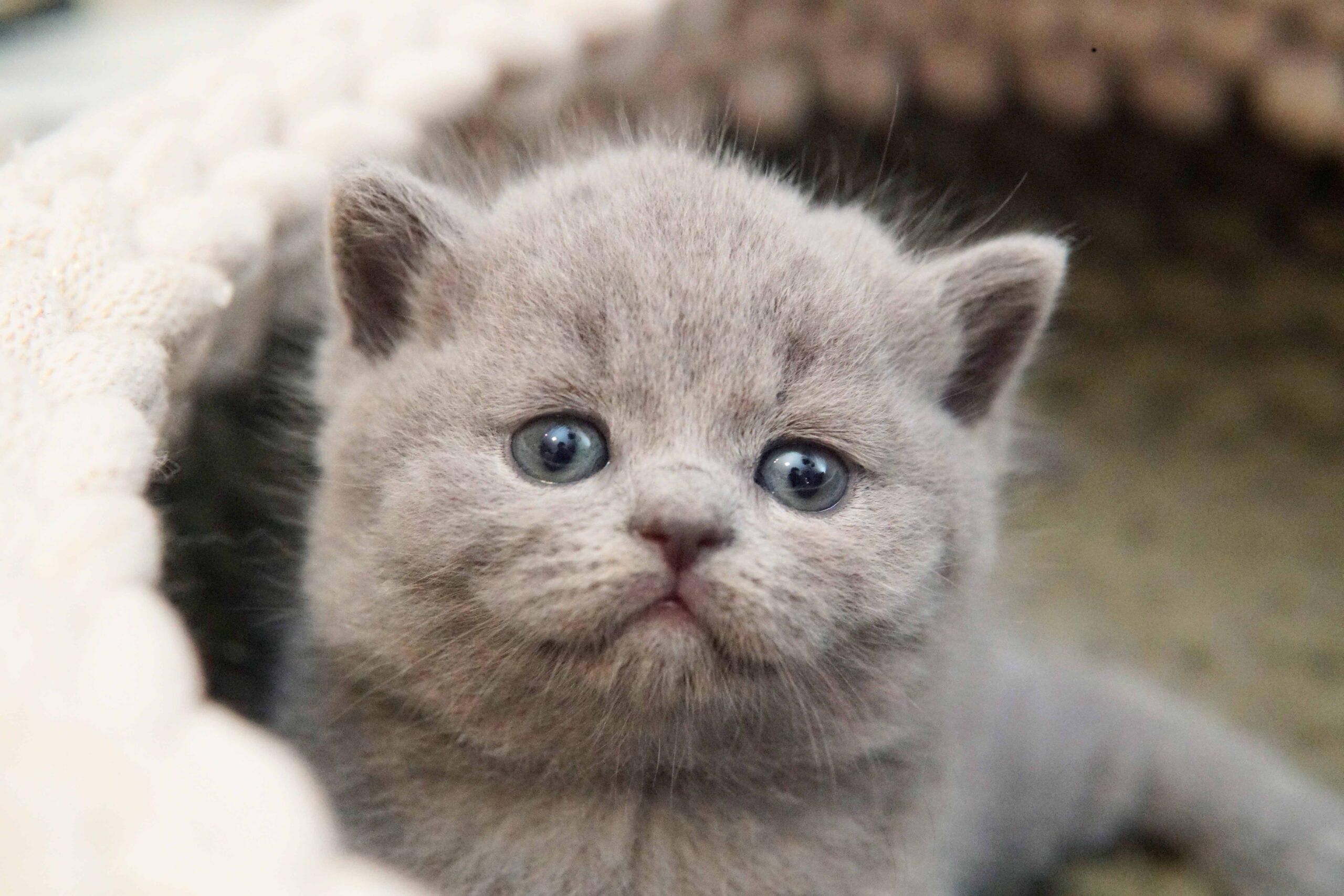Close-up of a blue British Shorthair kitten