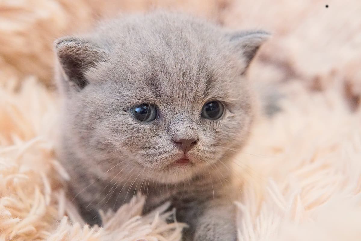 Tiny lilac kitten with eyes open
