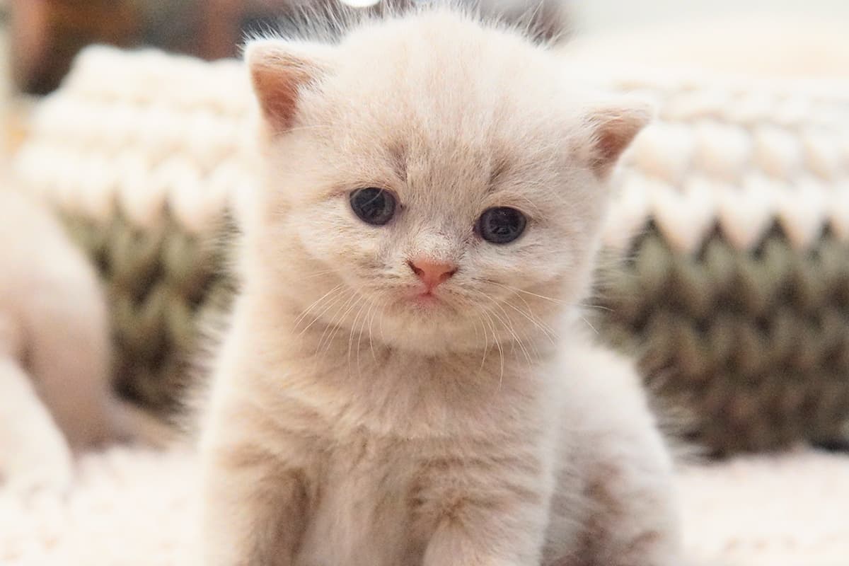 Lilac kitten watching curiously