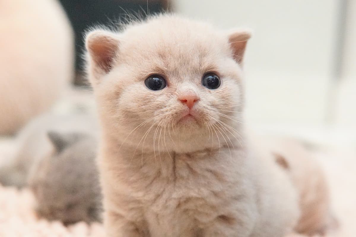 Kitten posing with sweet expression