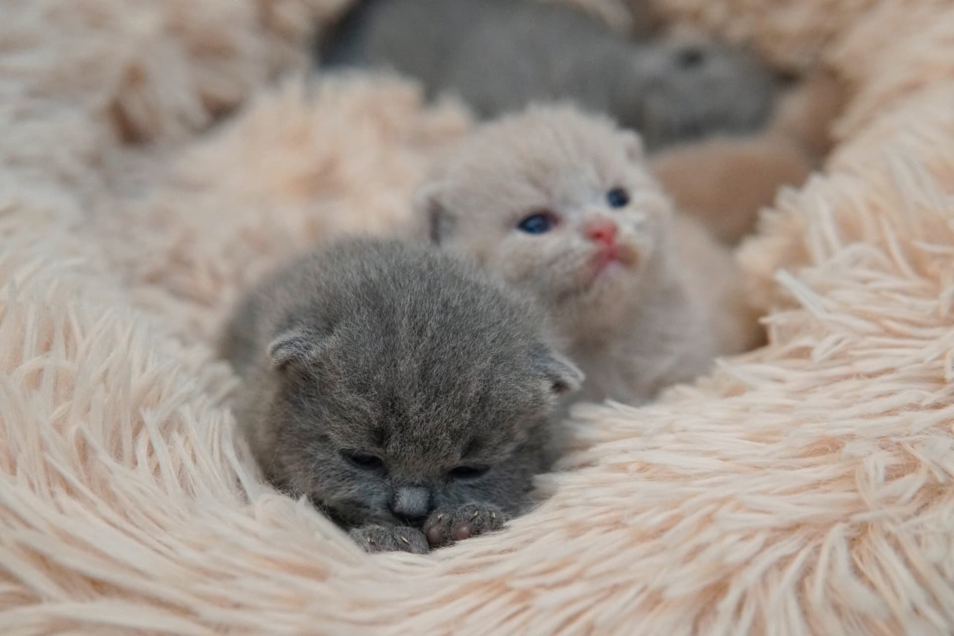Kittens of different colors side by side