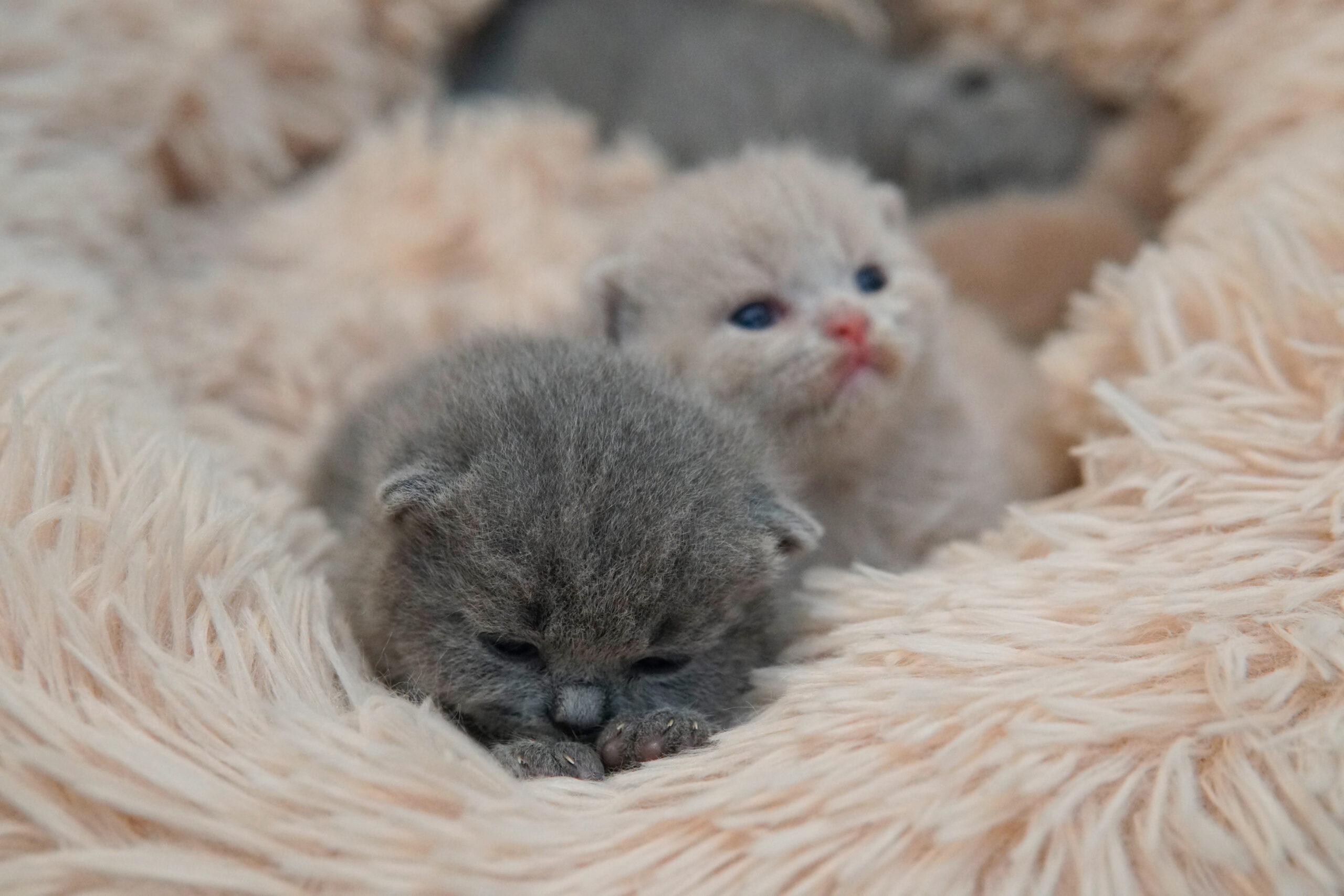 Kittens of different colors side by side