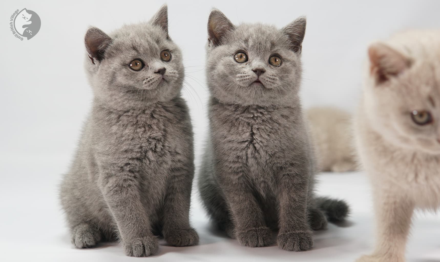 Kittens snuggling closely