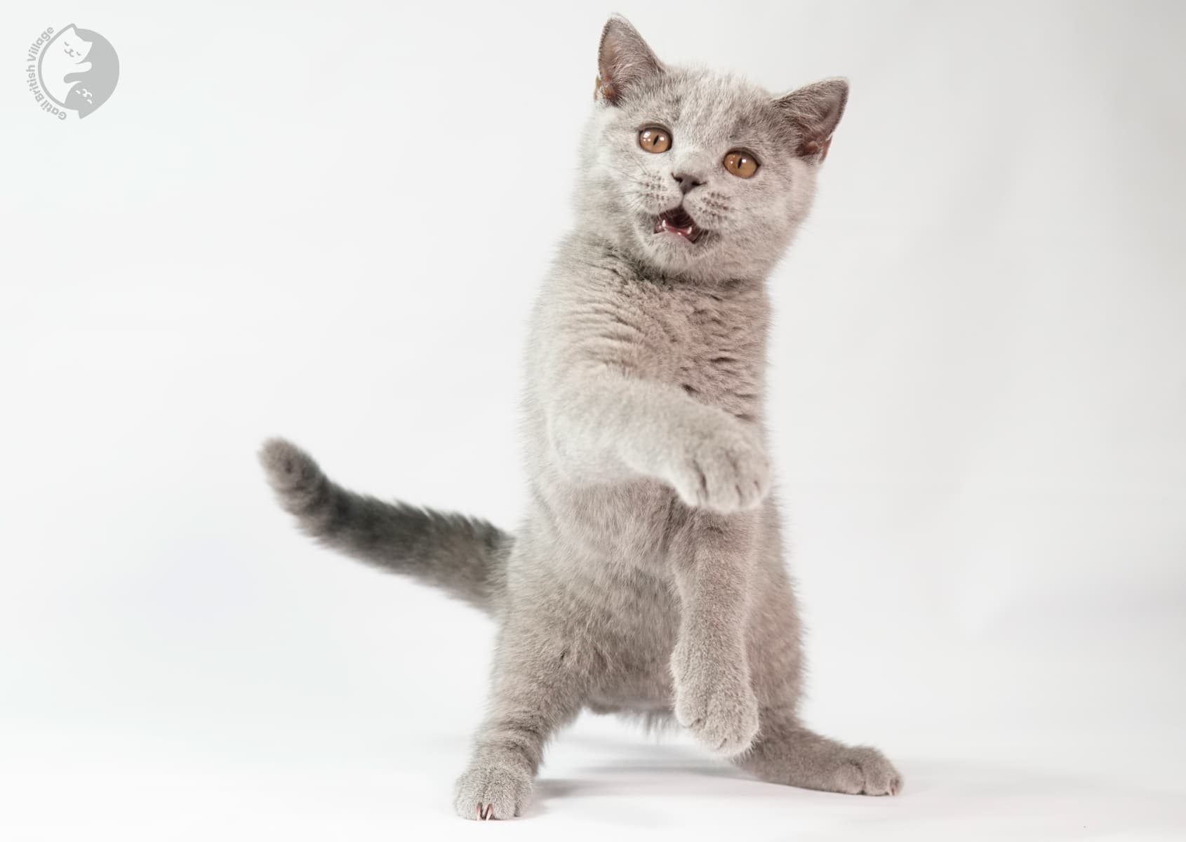 Kitten standing with tail raised