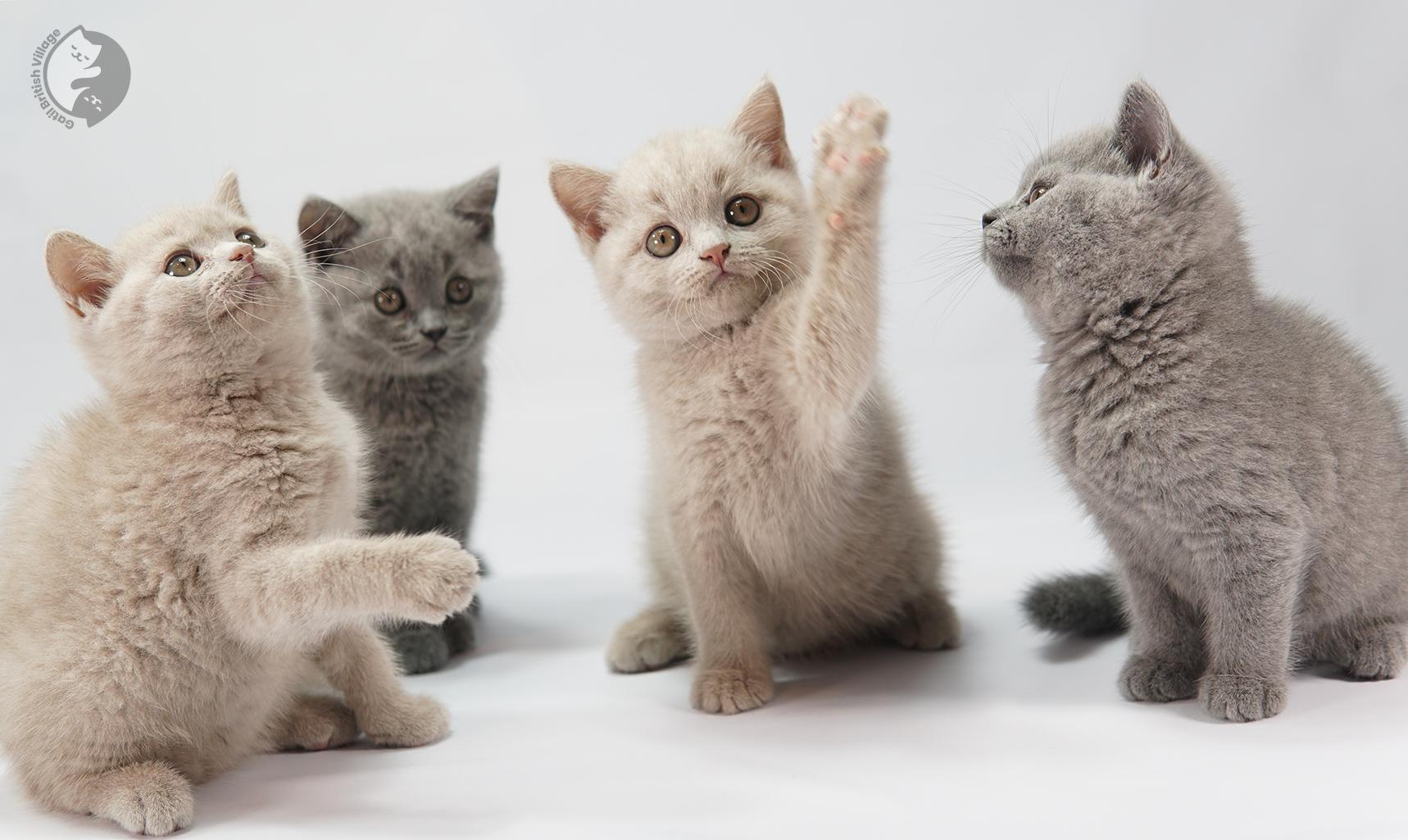 Lilac kittens sitting next to each other