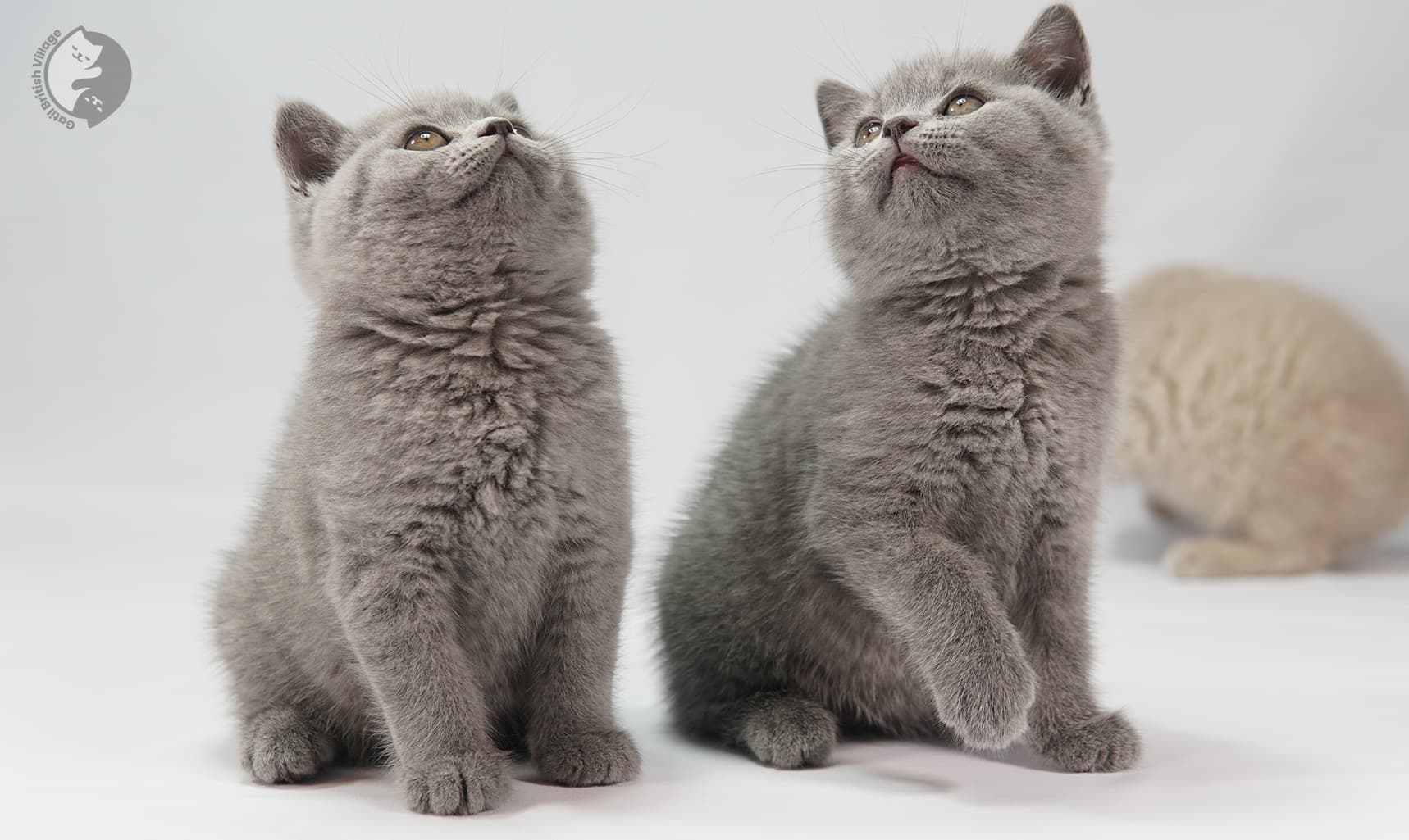 Group of British Shorthair kittens posing