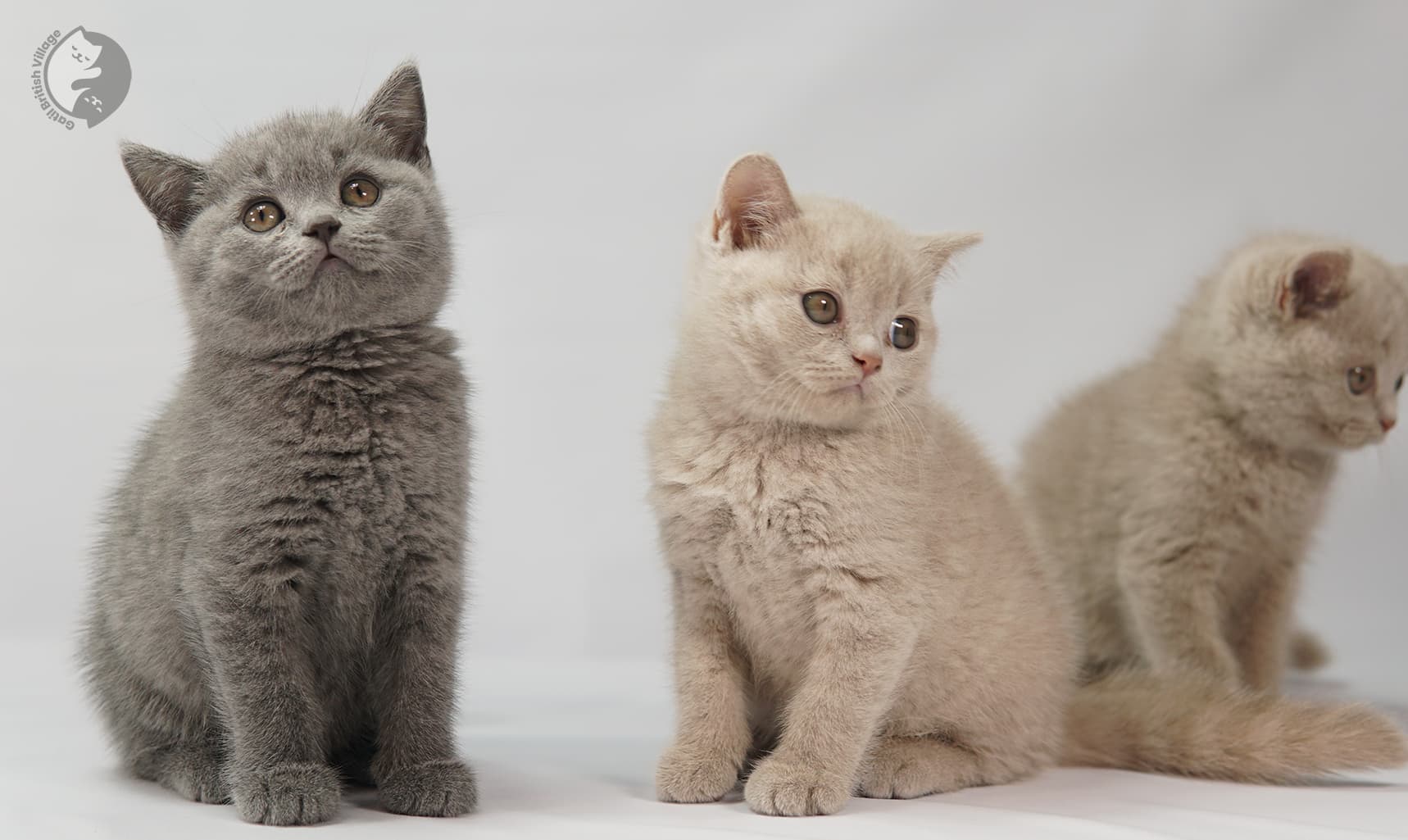 Lilac and blue kittens together