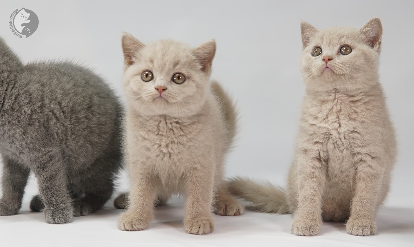 Three kittens looking toward the camera