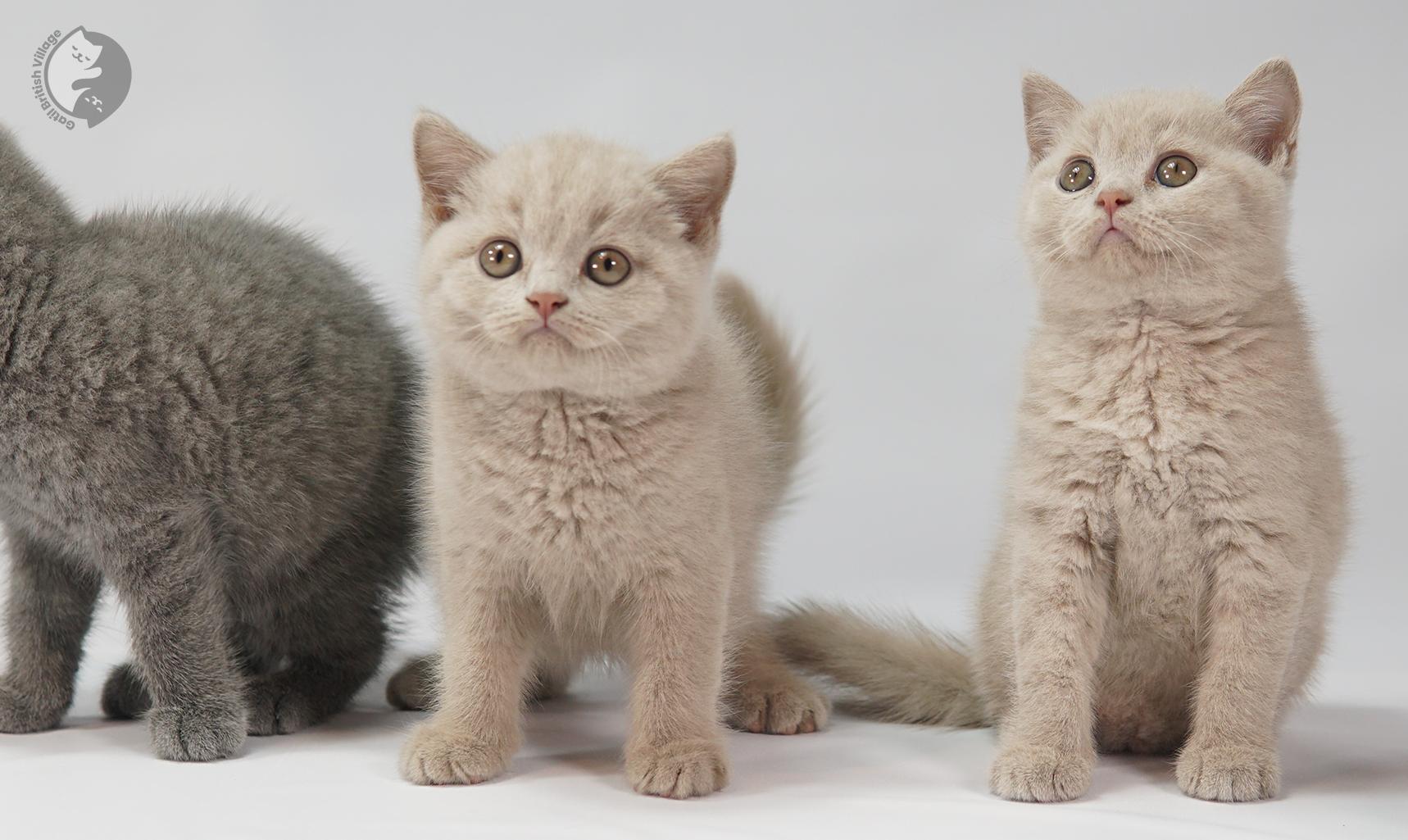 Three kittens looking toward the camera