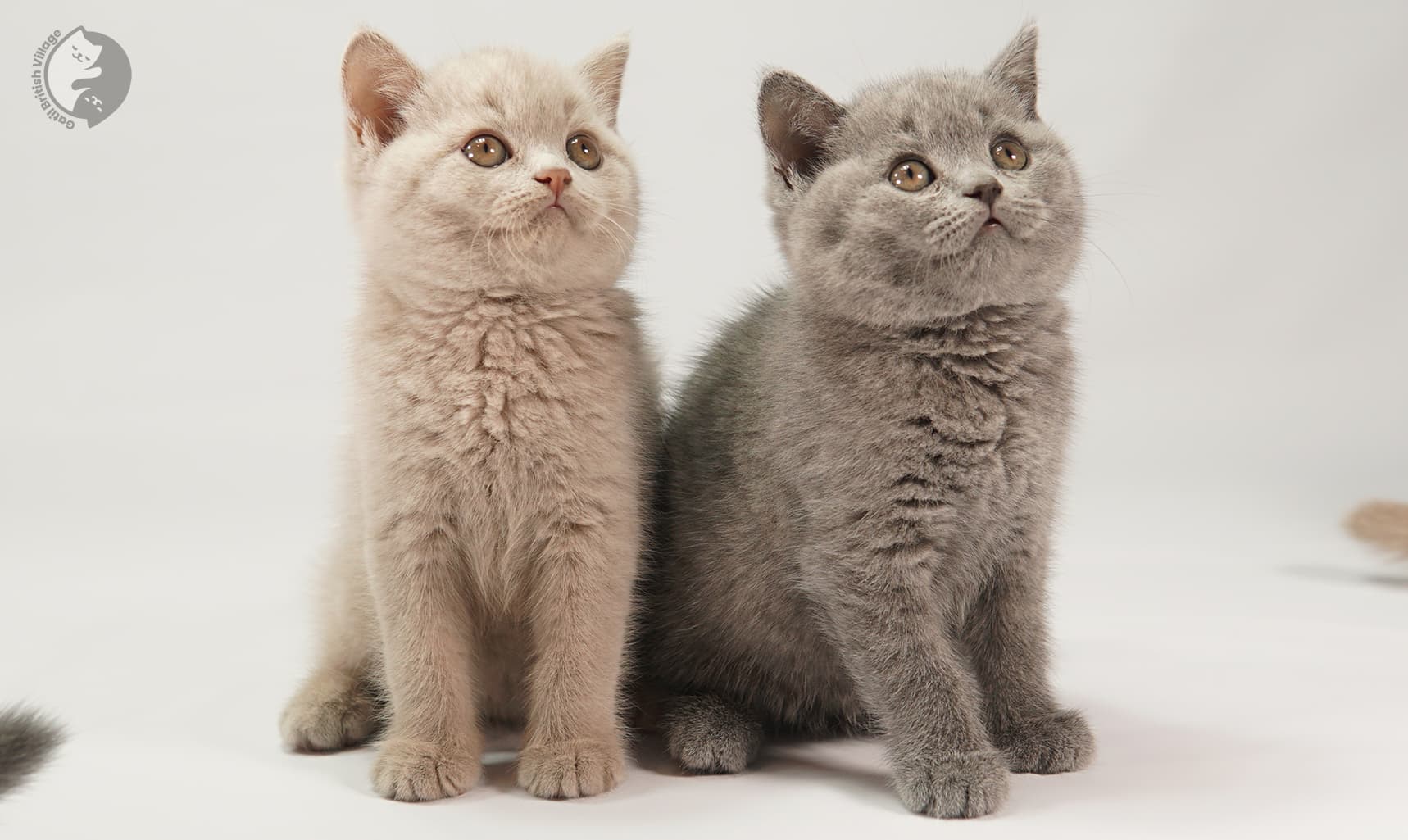 Kitten gazing softly