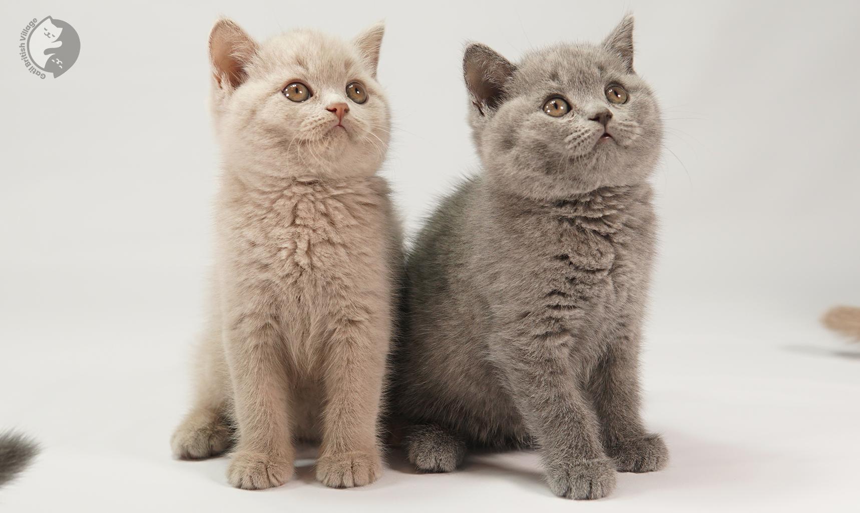 Kitten gazing softly