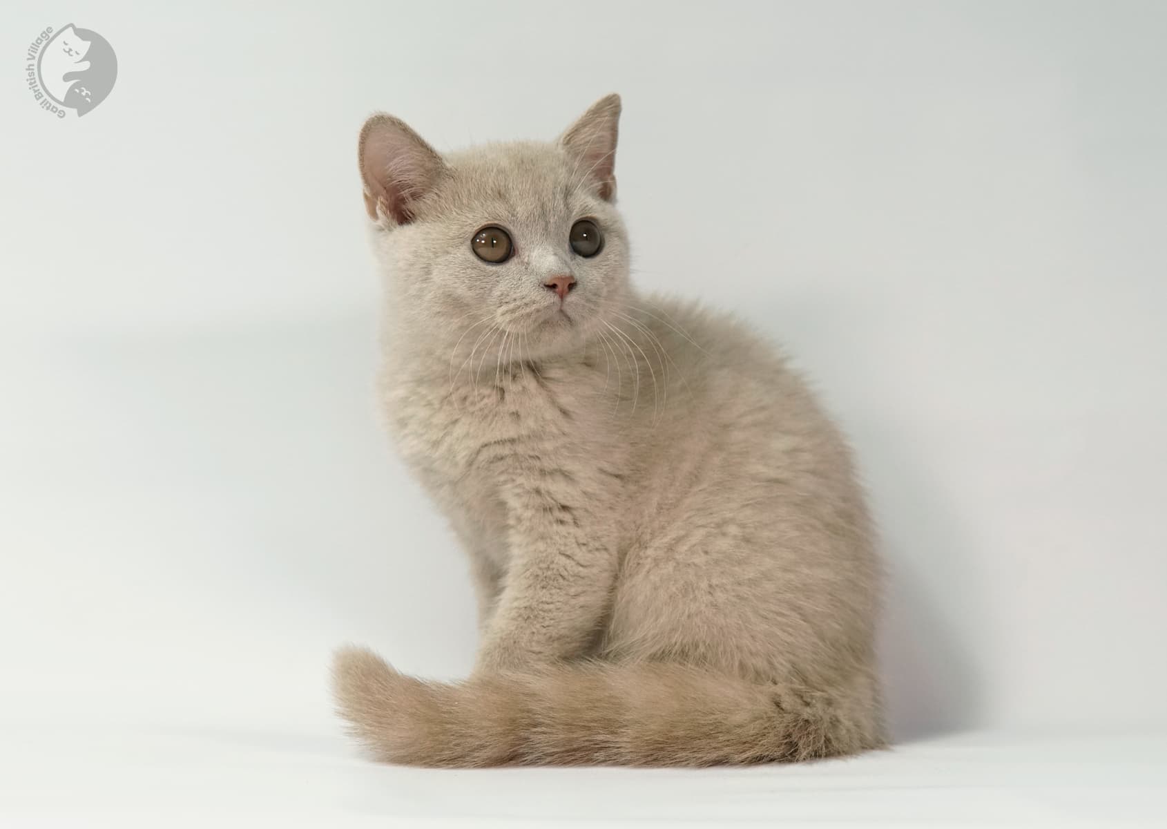 Kitten showing elegant posture