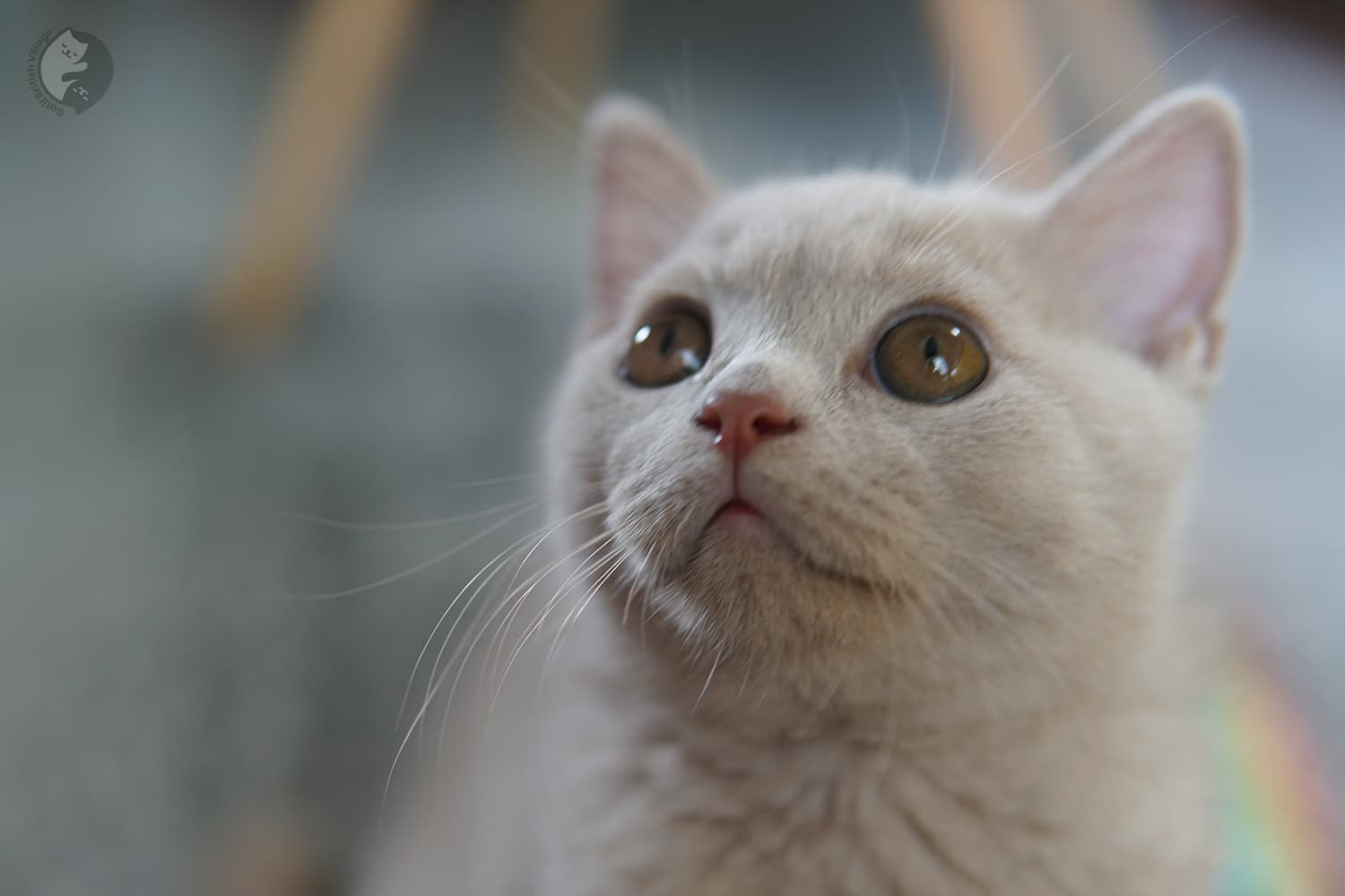 Kitten looking up into the air