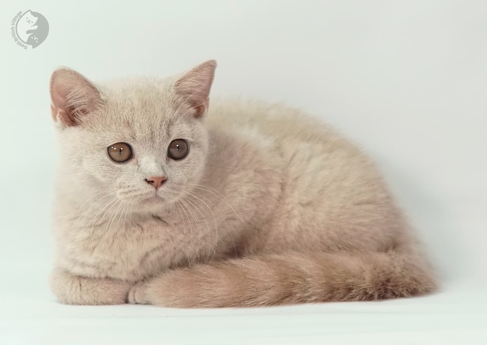 Lilac kitten curled up and relaxing