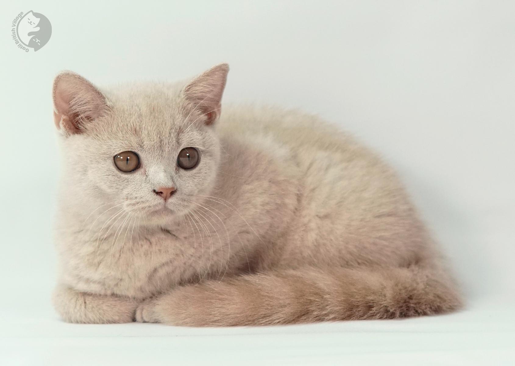 Lilac kitten curled up and relaxing