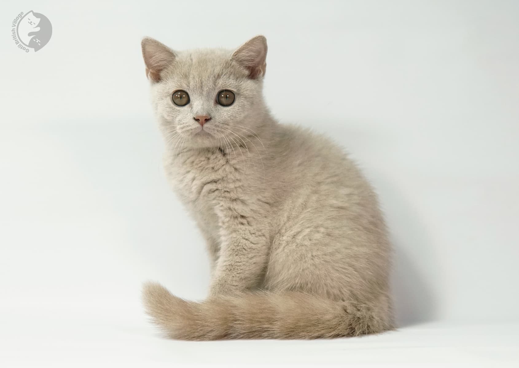 Kitten in side view