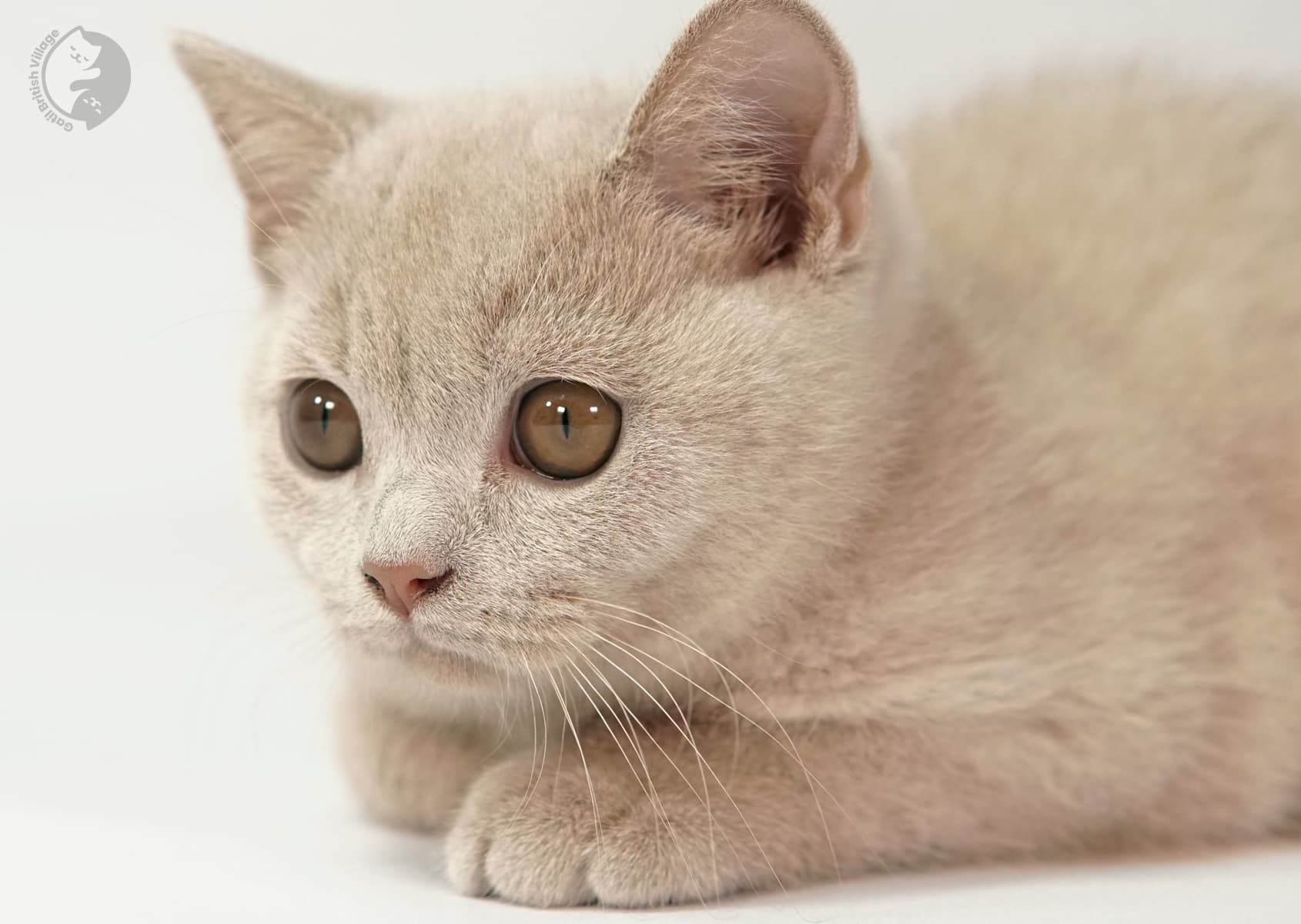 Kitten lying down with curiosity