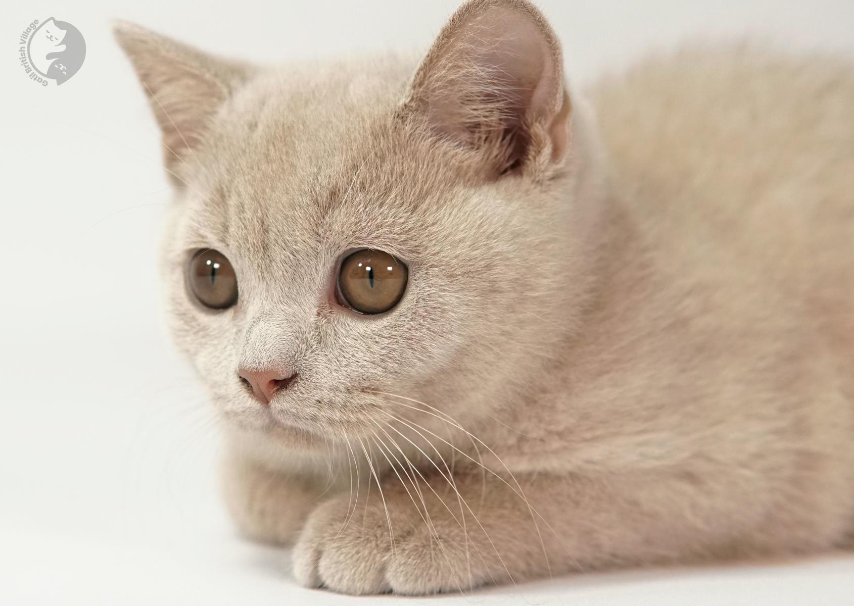 Kitten lying down with curiosity