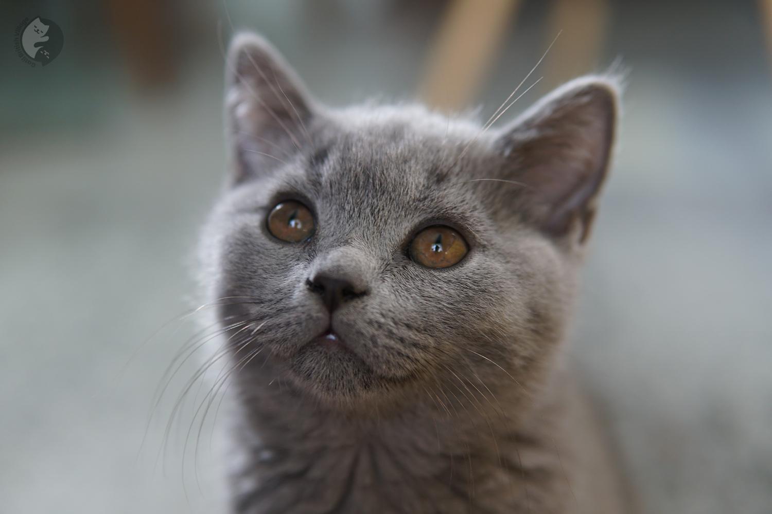 Blue kitten staring intently