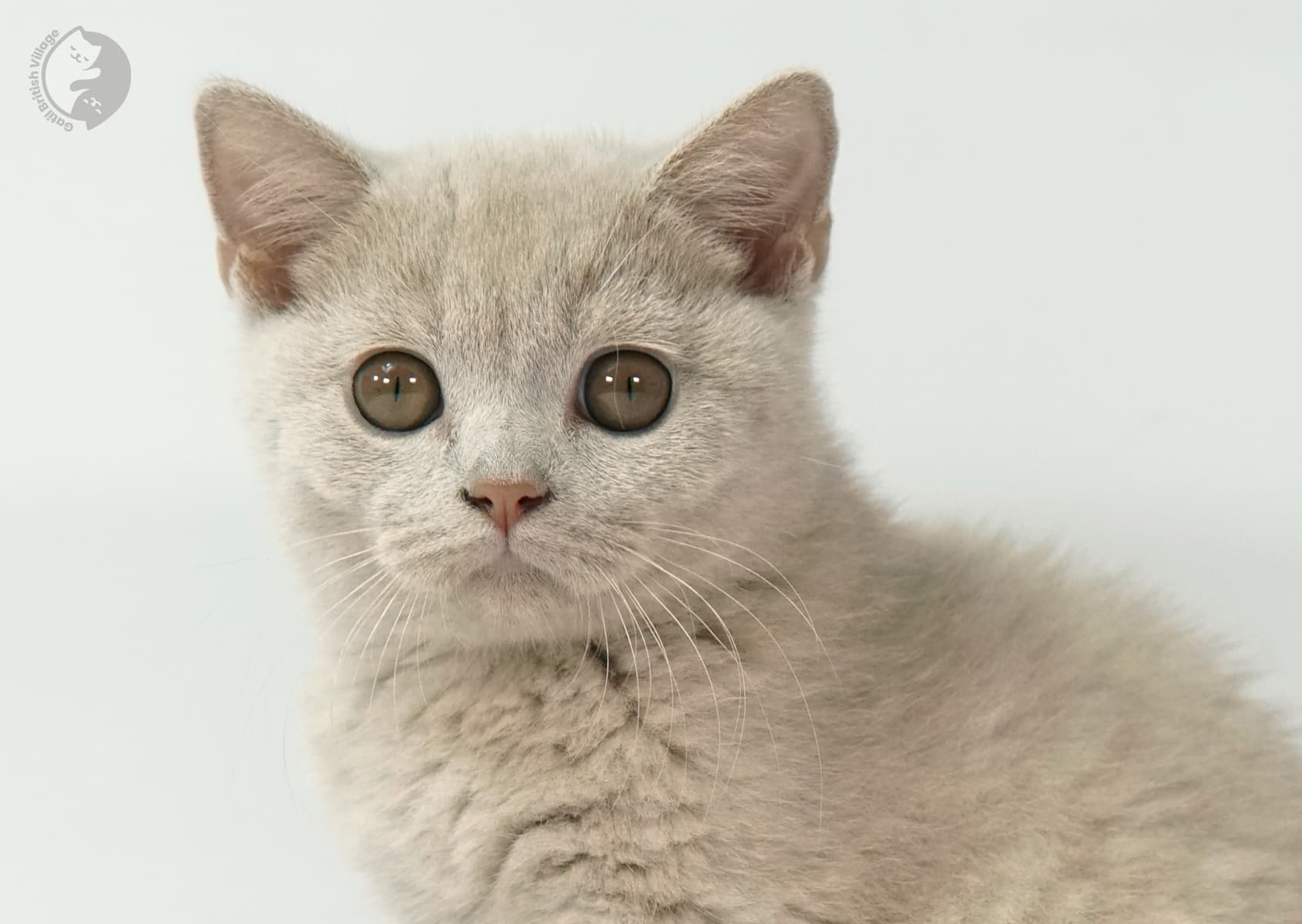 Lilac kitten in white background close-up