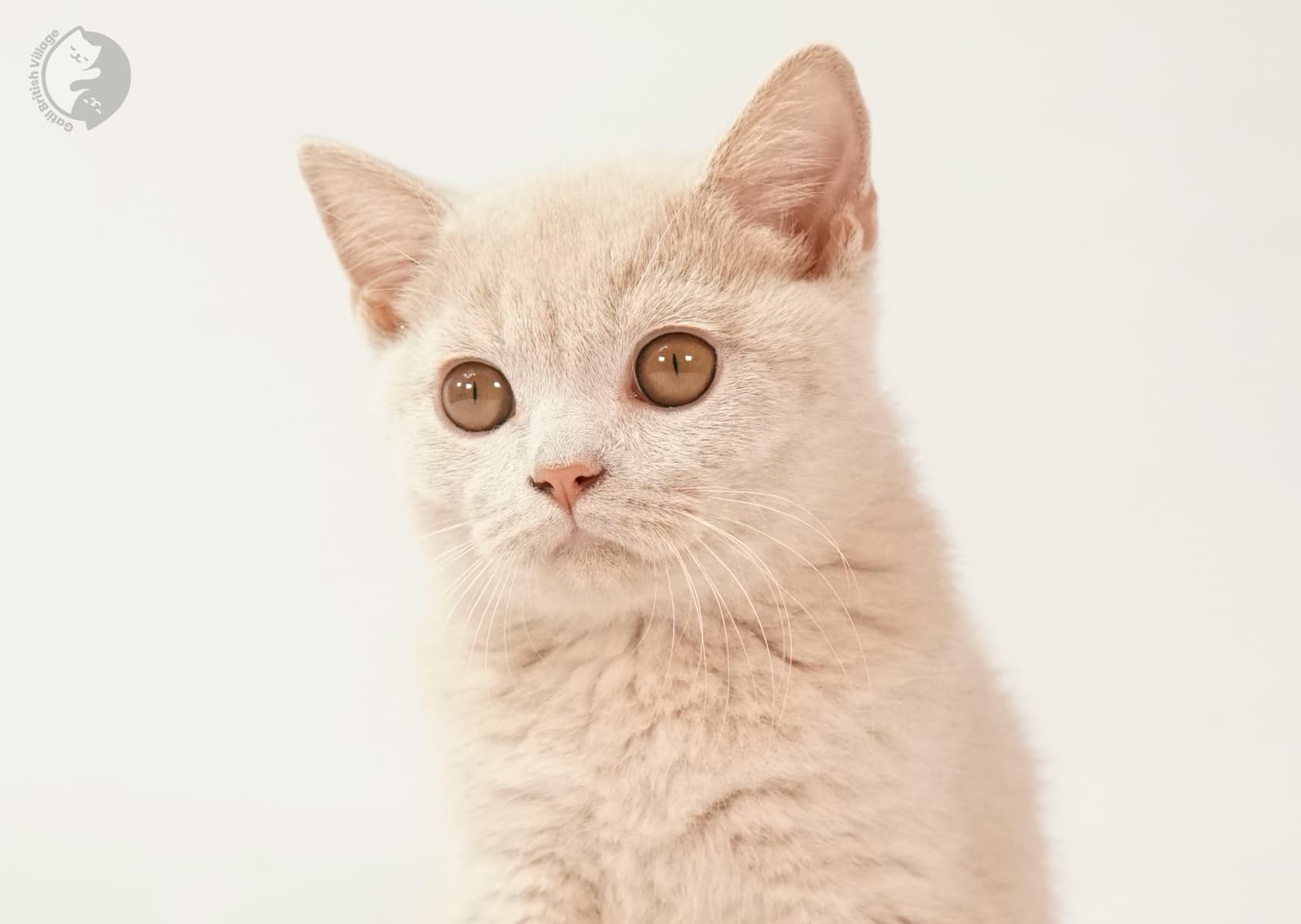 Kitten with focused look