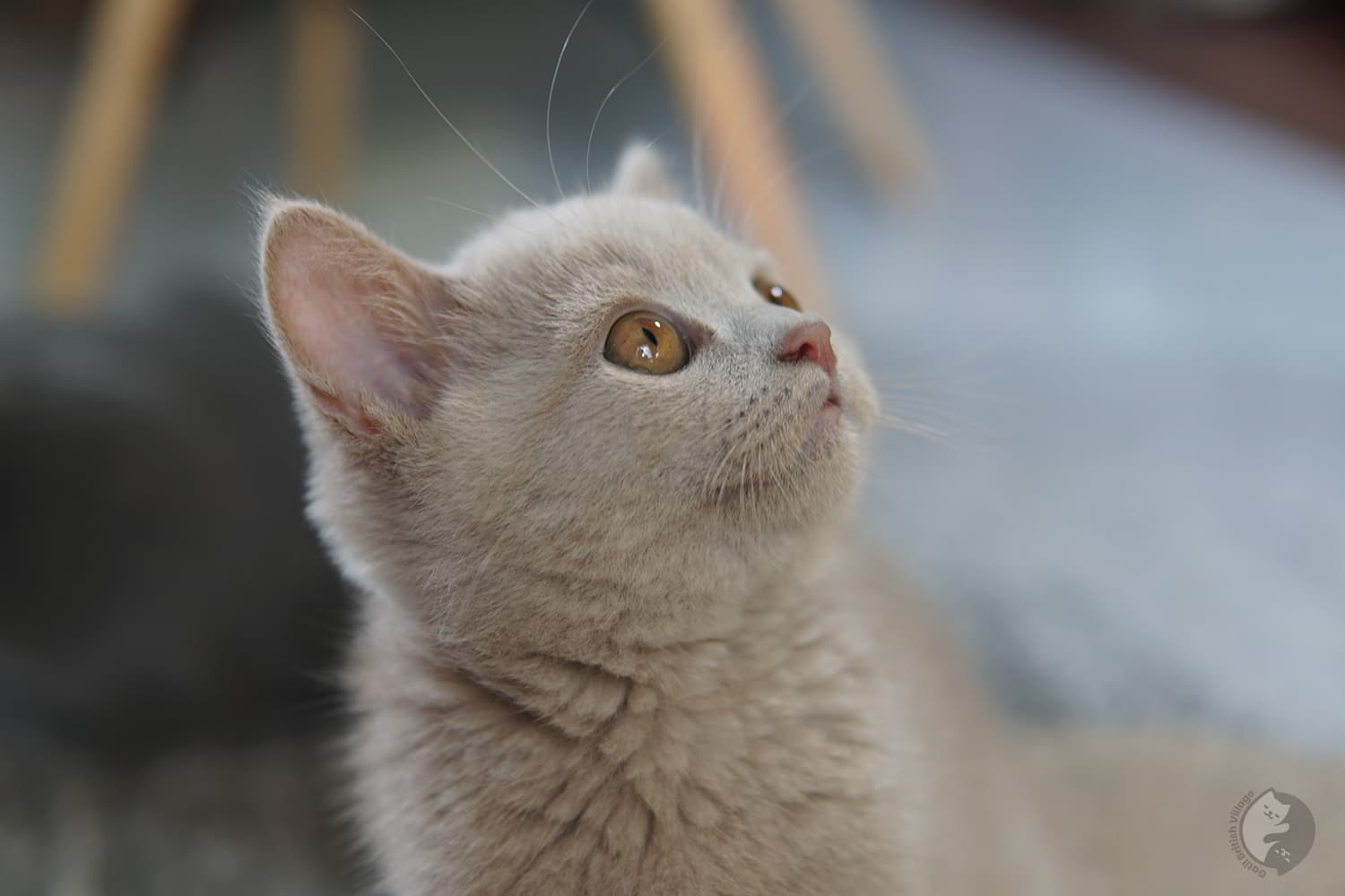 Kitten seated and looking up