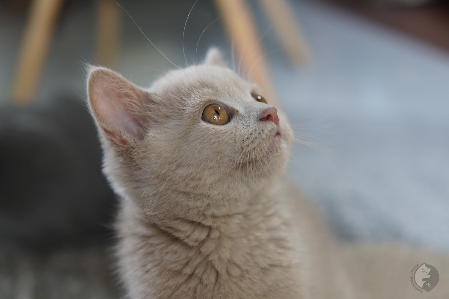 Kitten seated and looking up