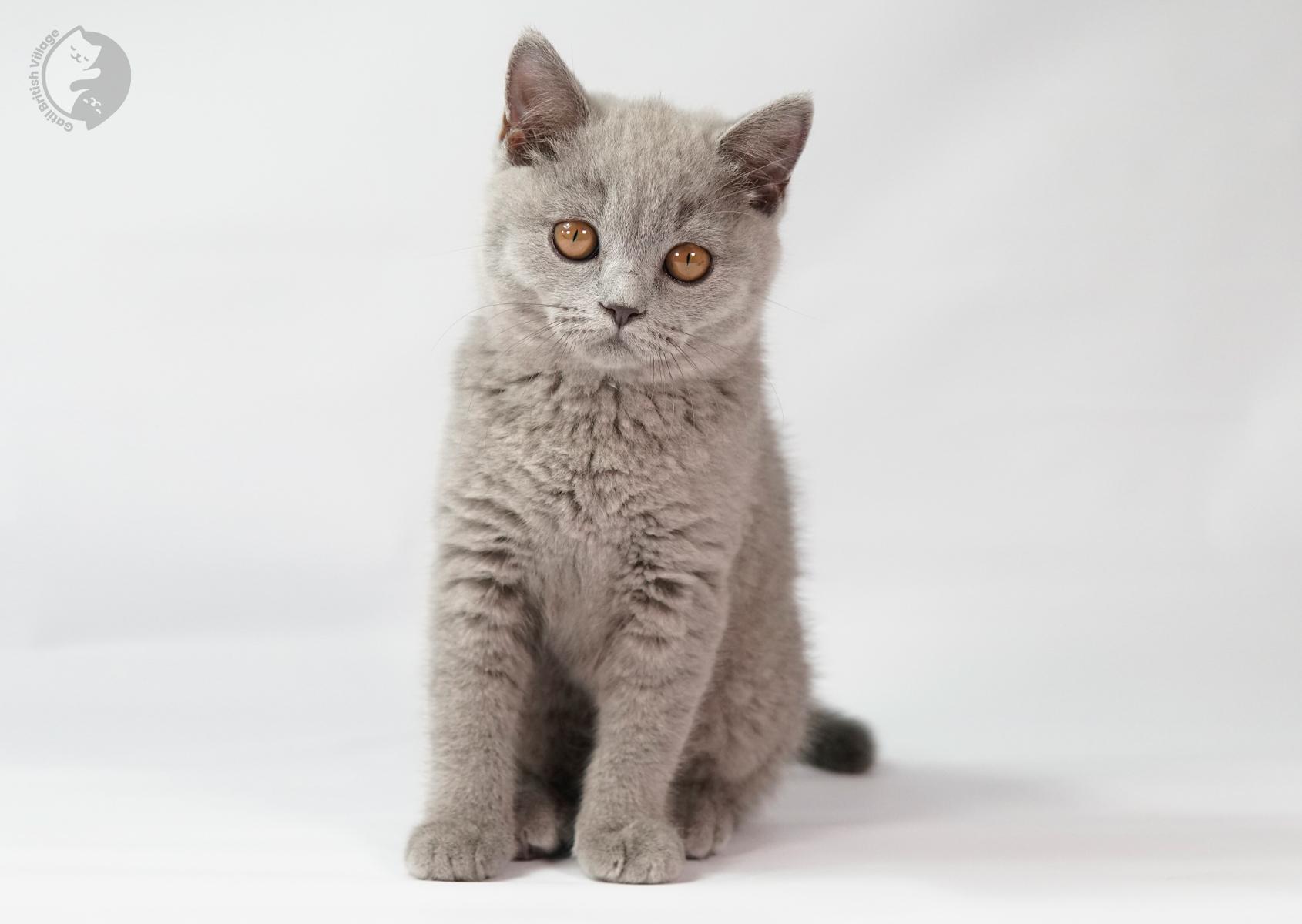 Kitten looking at a light source