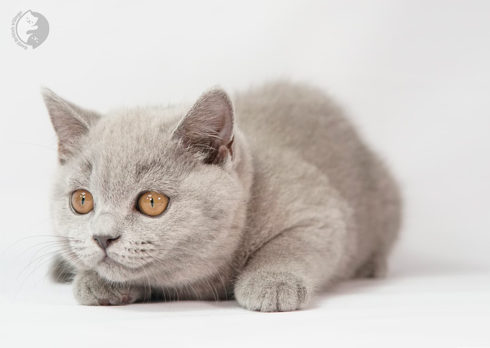 Kitten relaxing on white surface