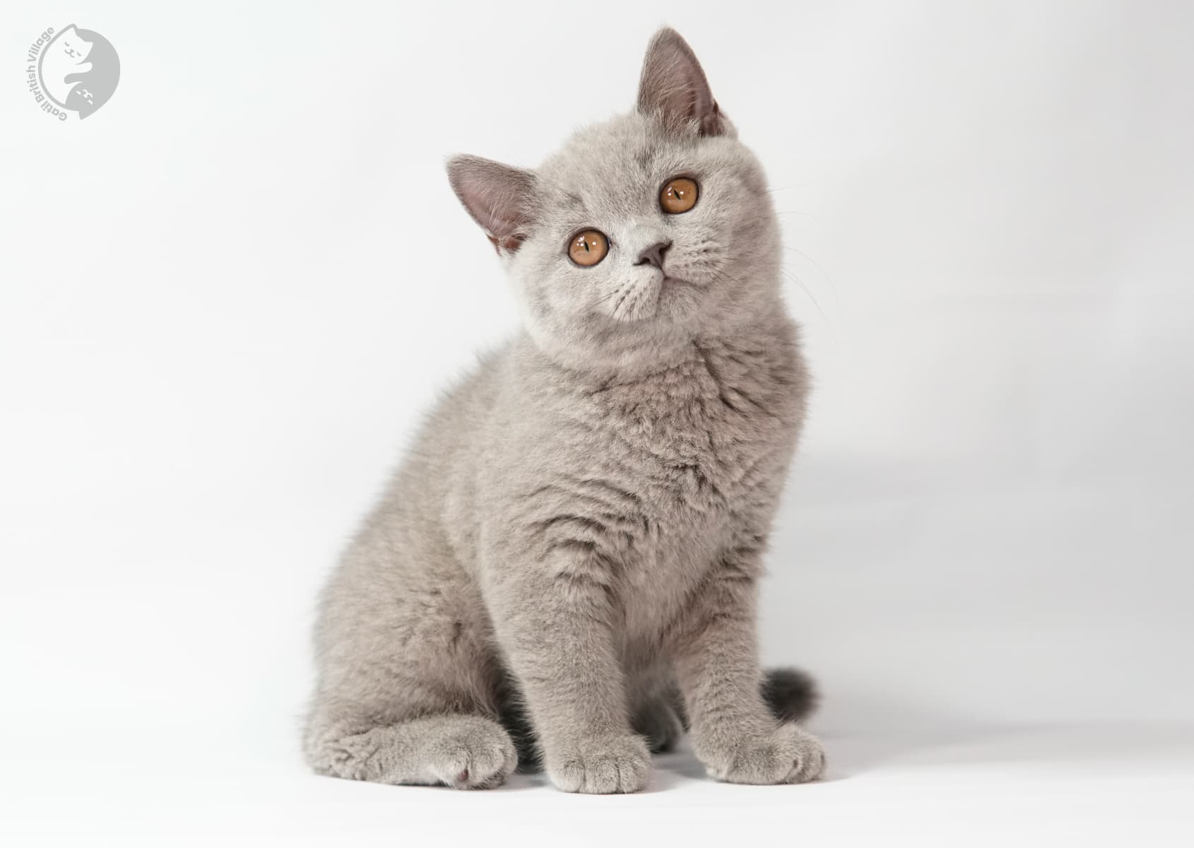 Kitten sitting straight ahead