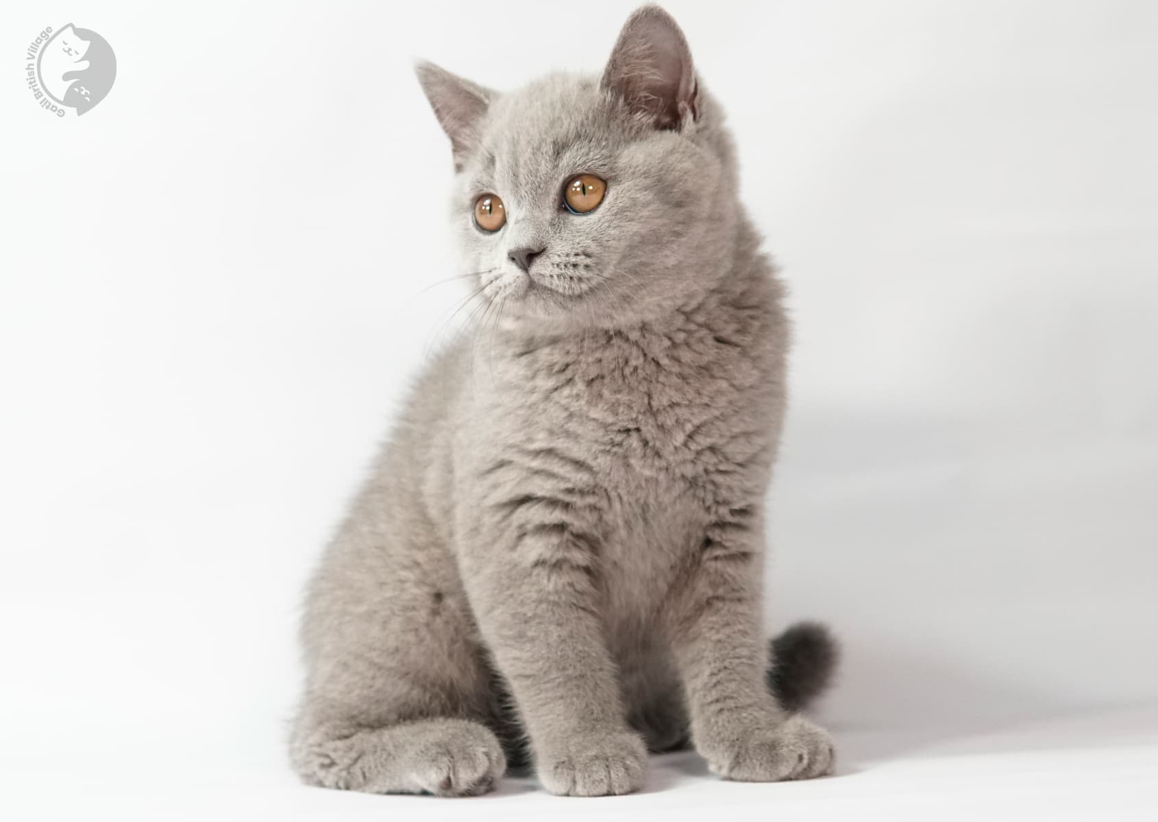 Kitten looking curiously in a light setting