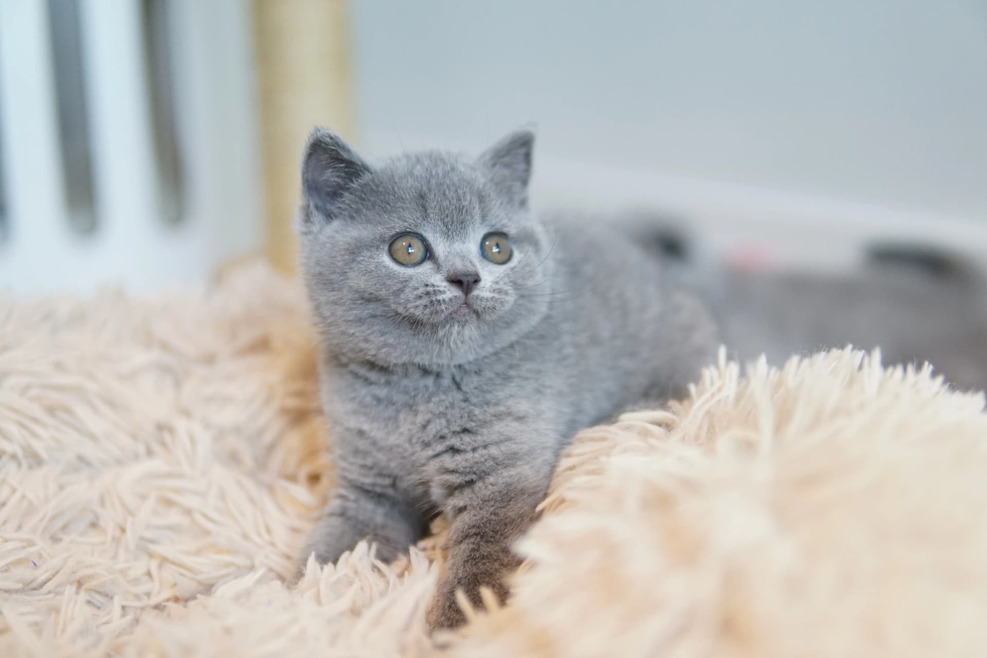 Kitten with a curious and attentive look