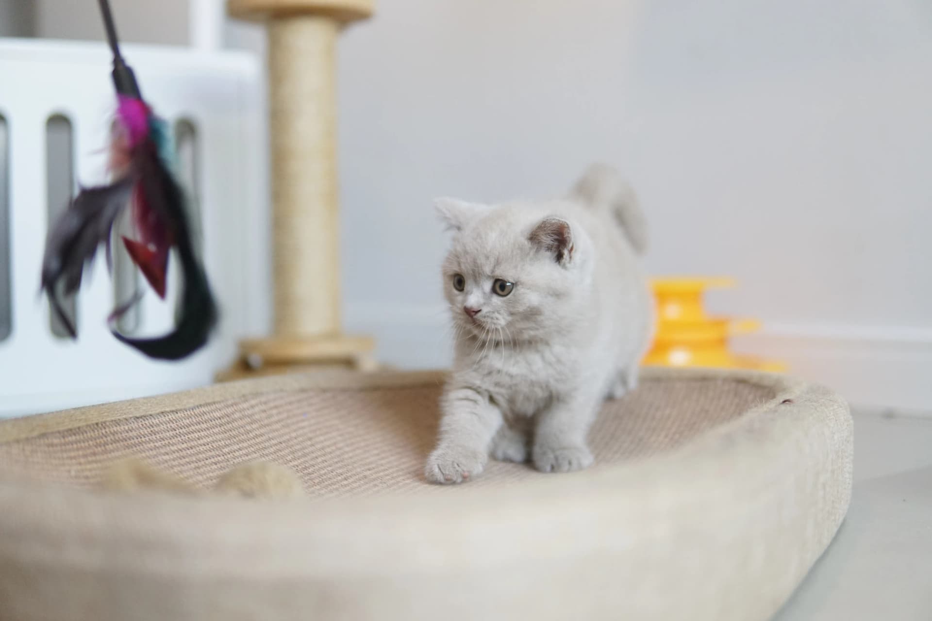 Kitten exploring the scratching post in style