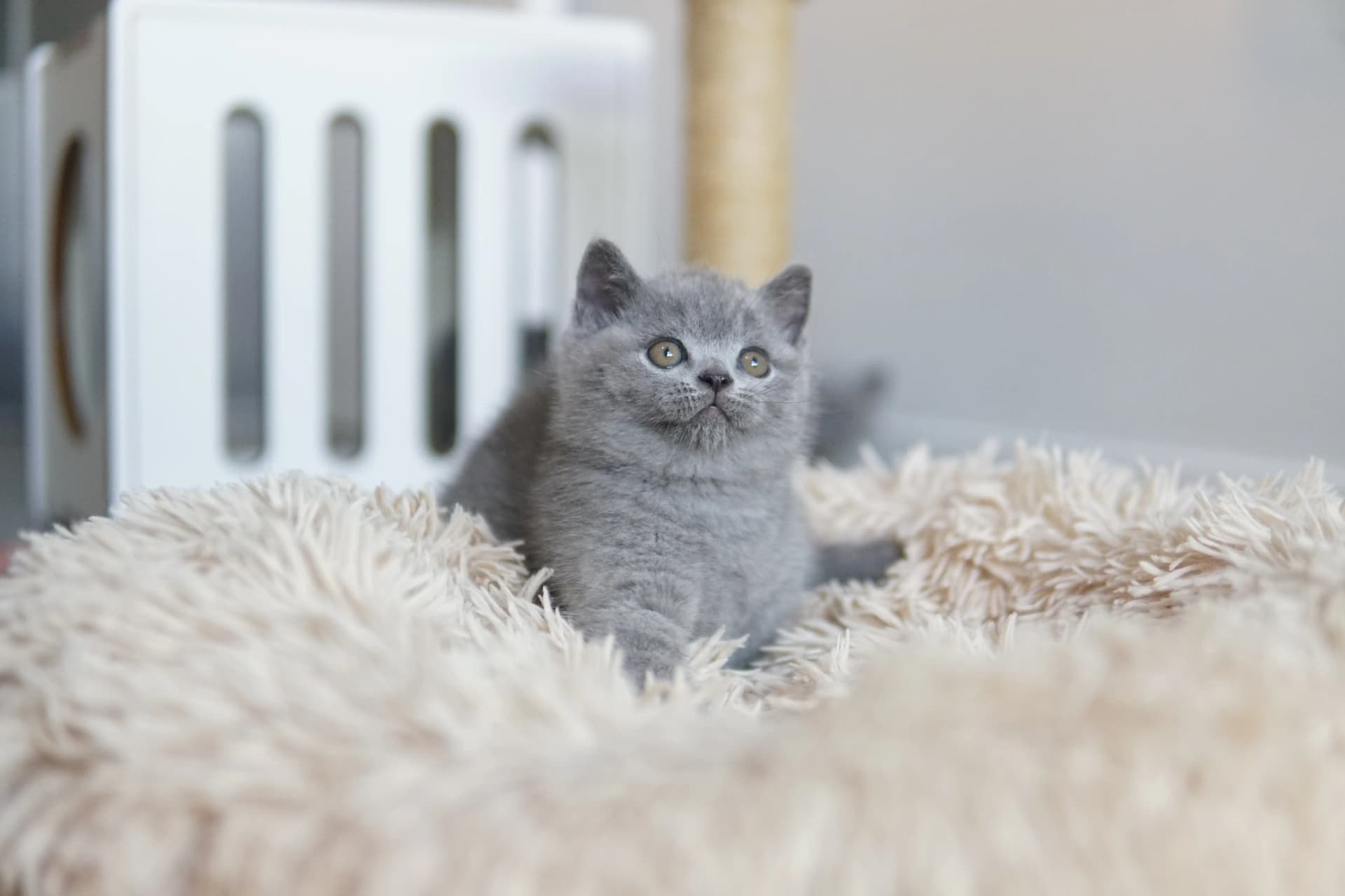 Kitten relaxing comfortably