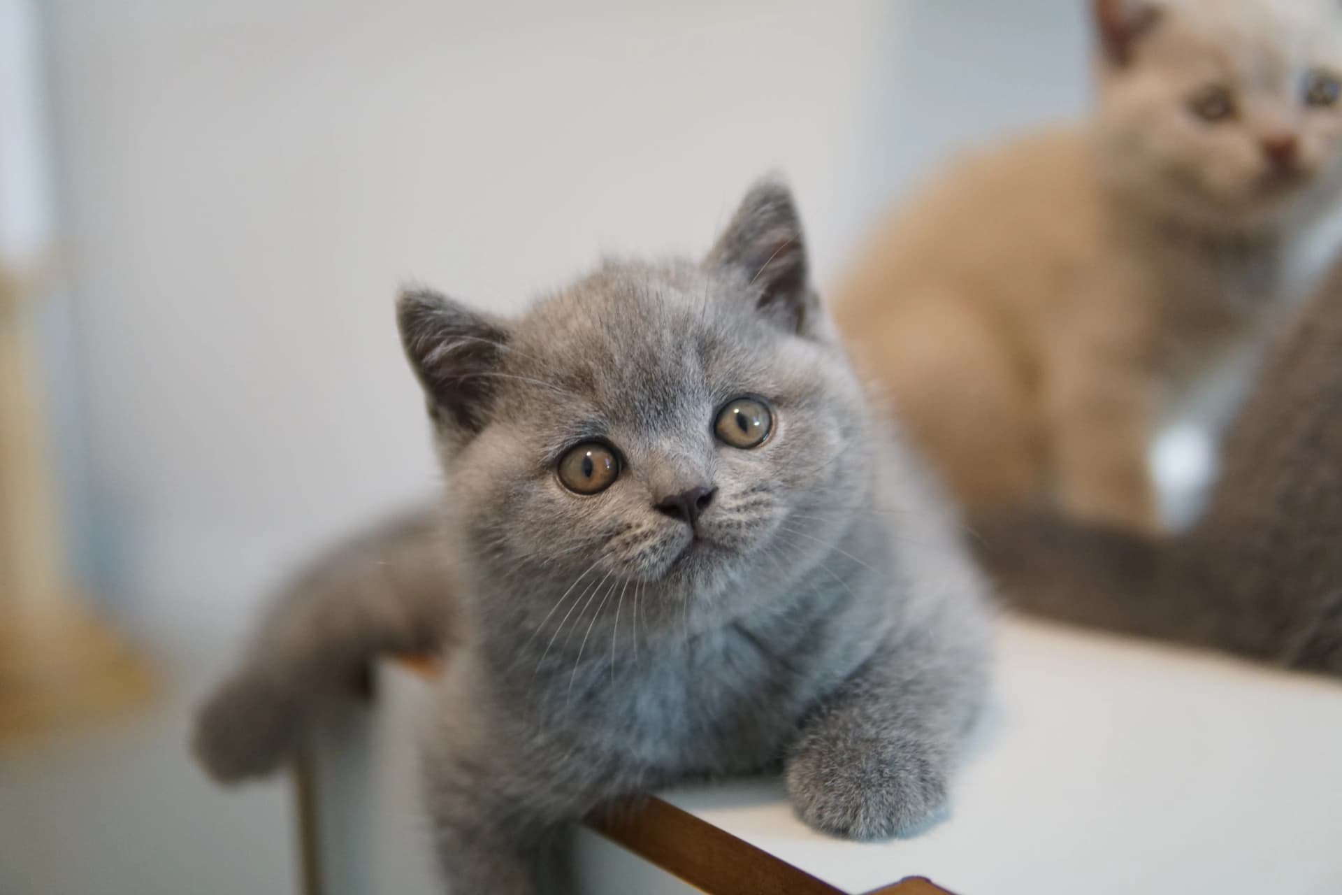 Kitten showing off cuteness in the bed