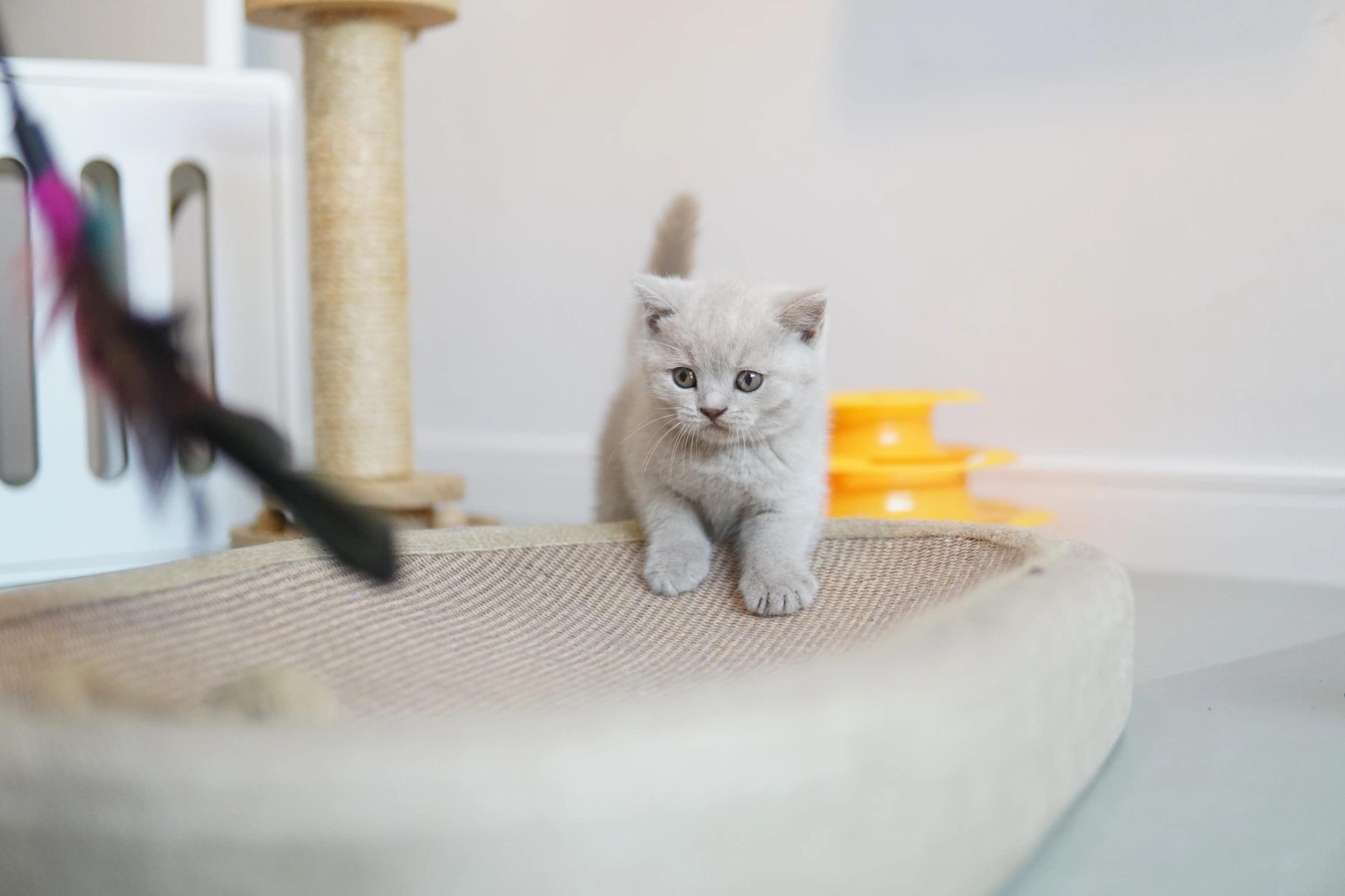 Kitten lying down, ready to play