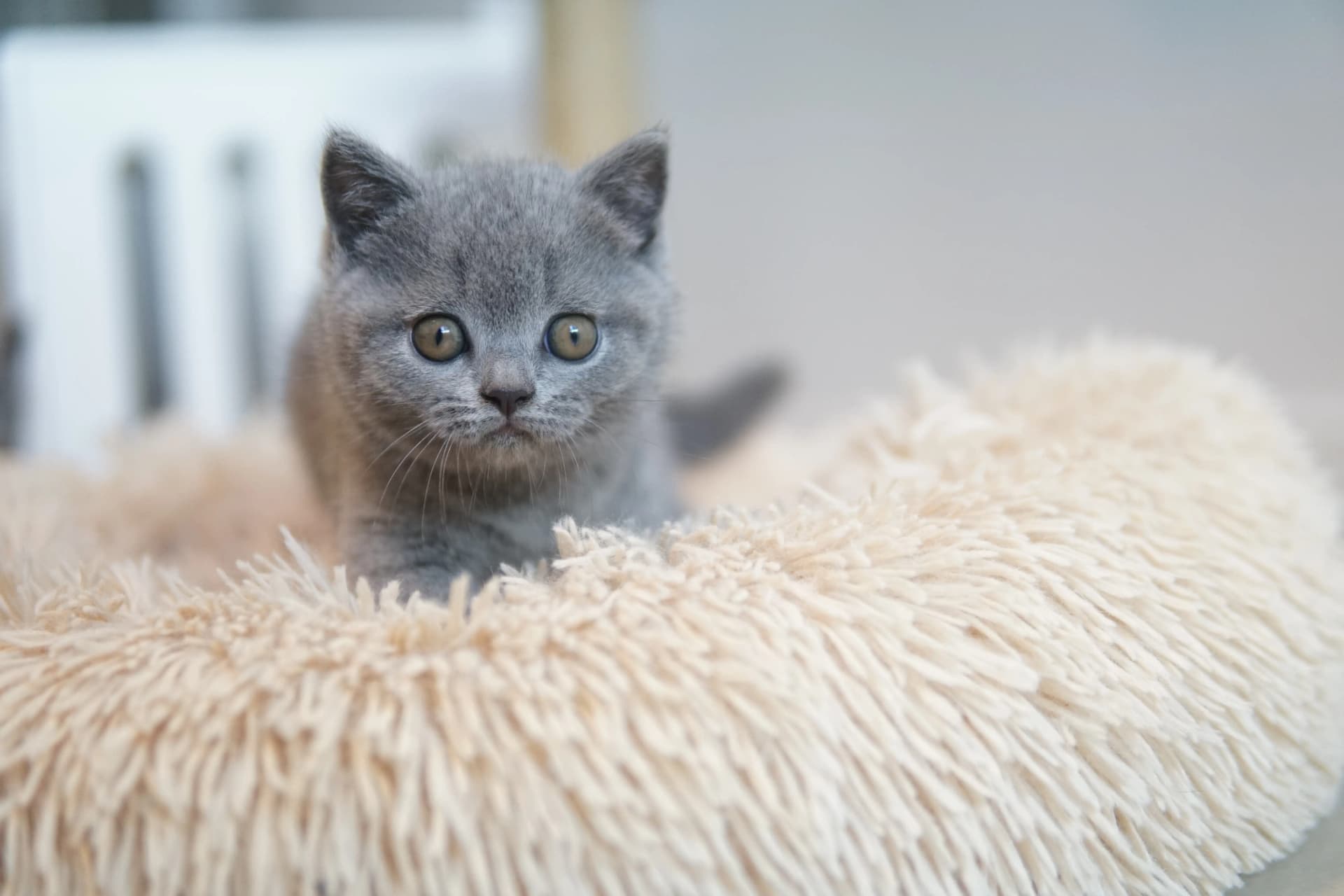 Kitten taking a cozy nap