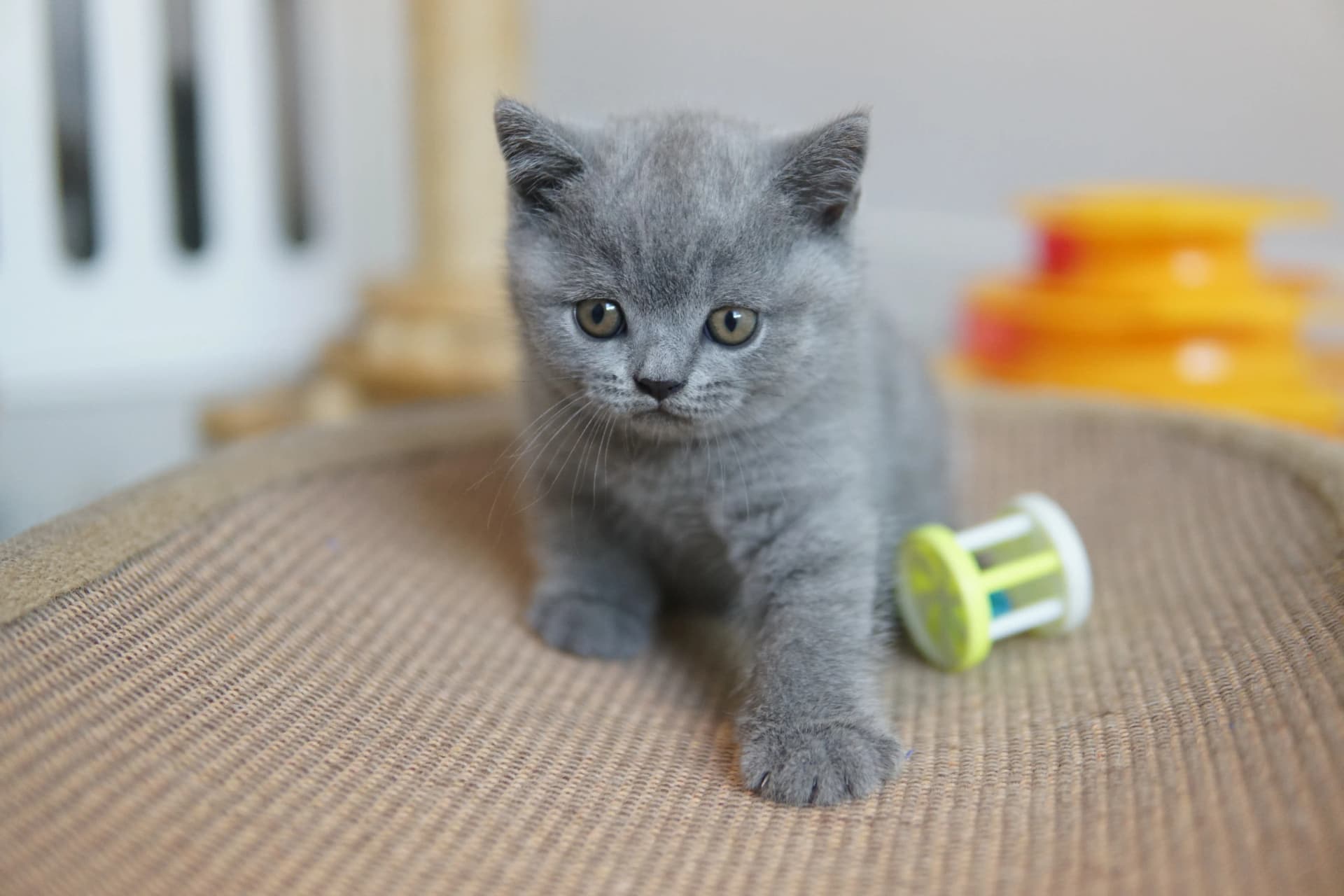 Kitten curious about the toy