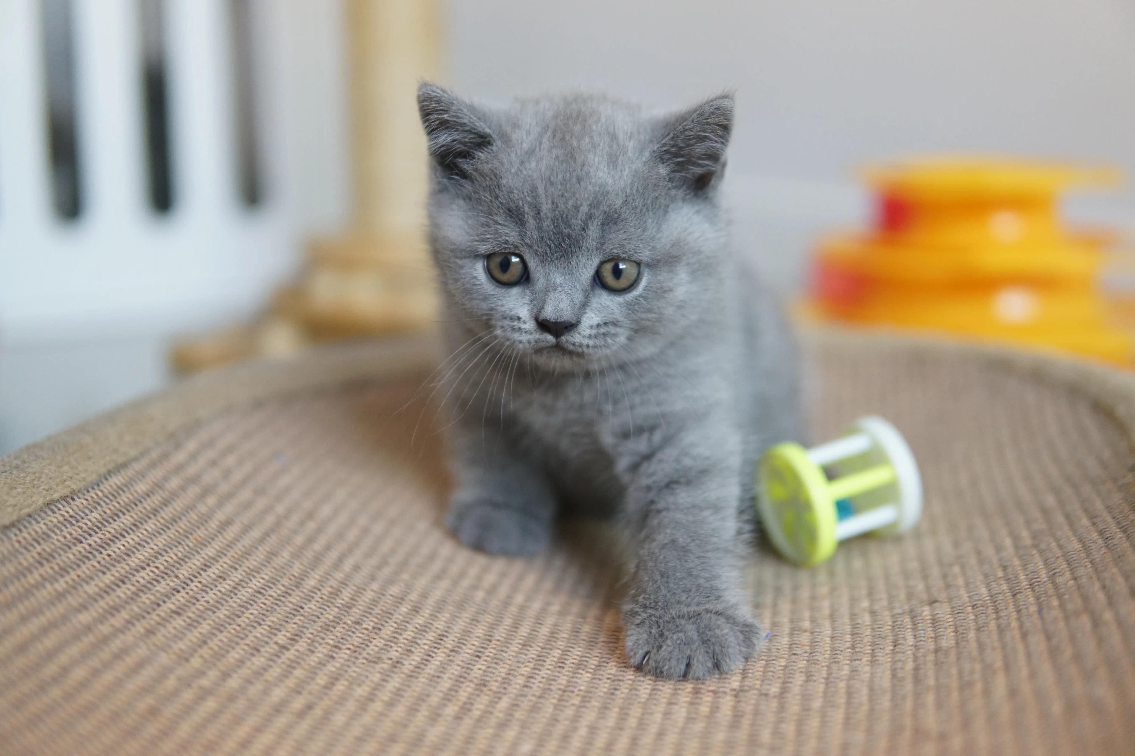 Kitten curious about the toy