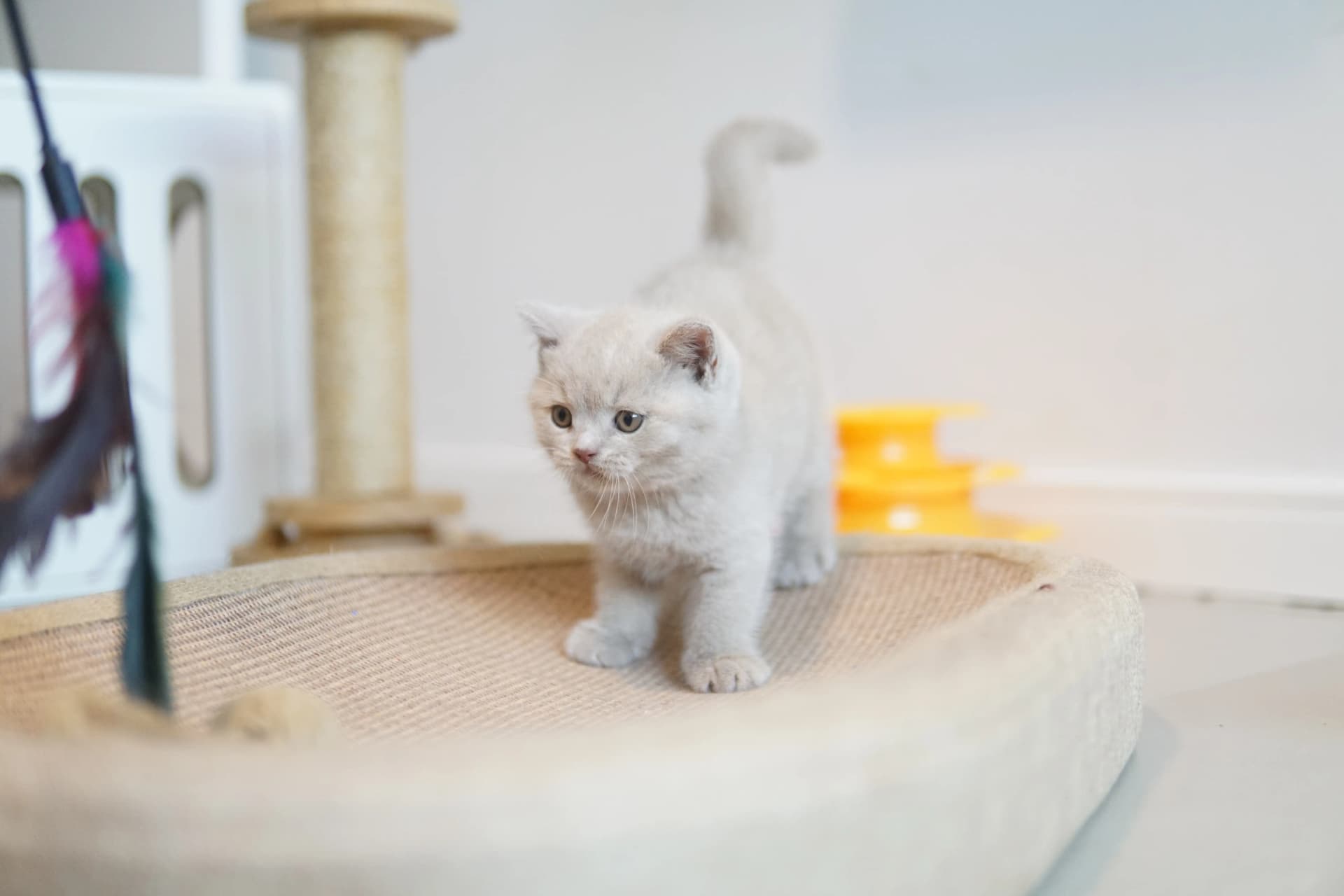 Kitten running around