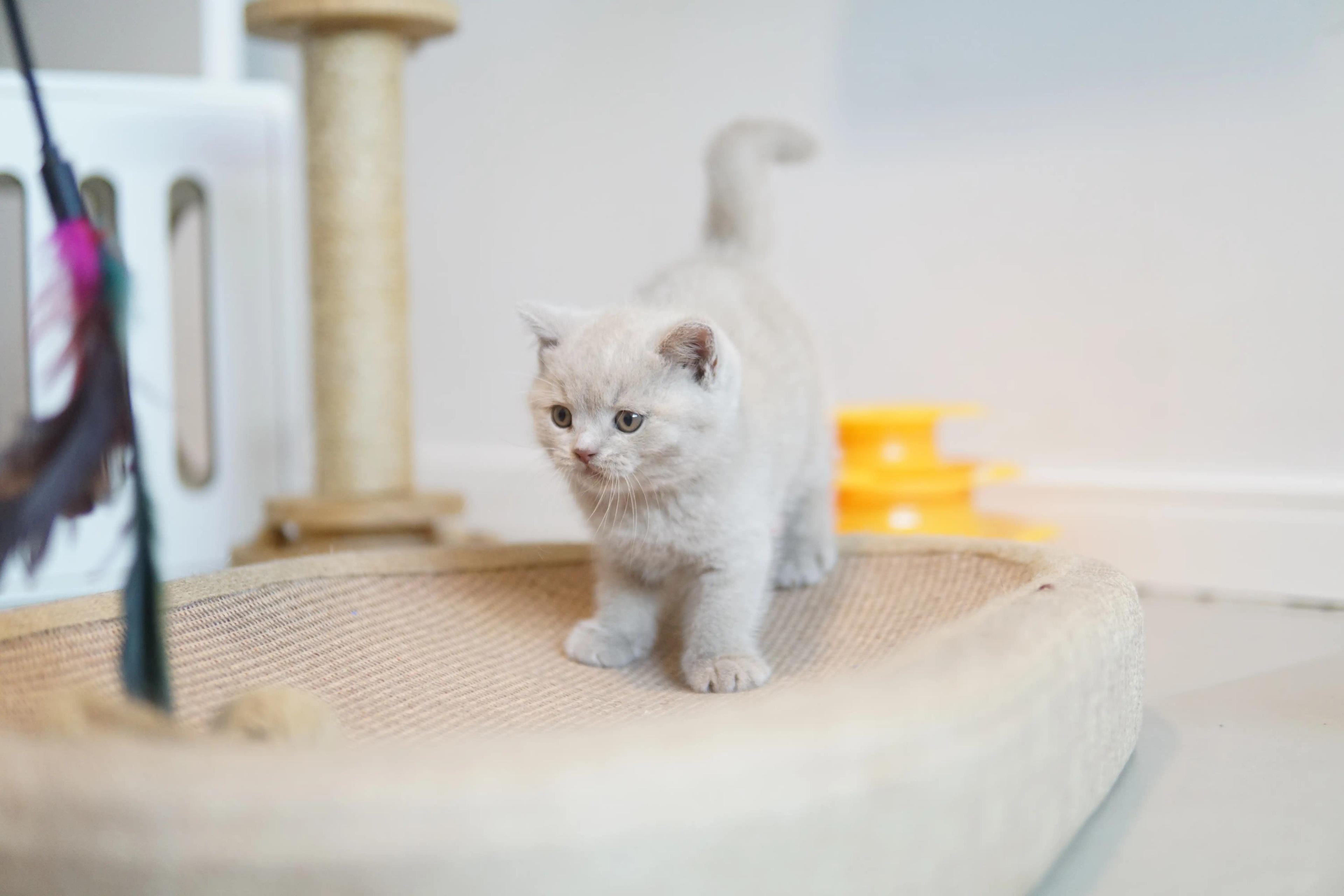Kitten running around