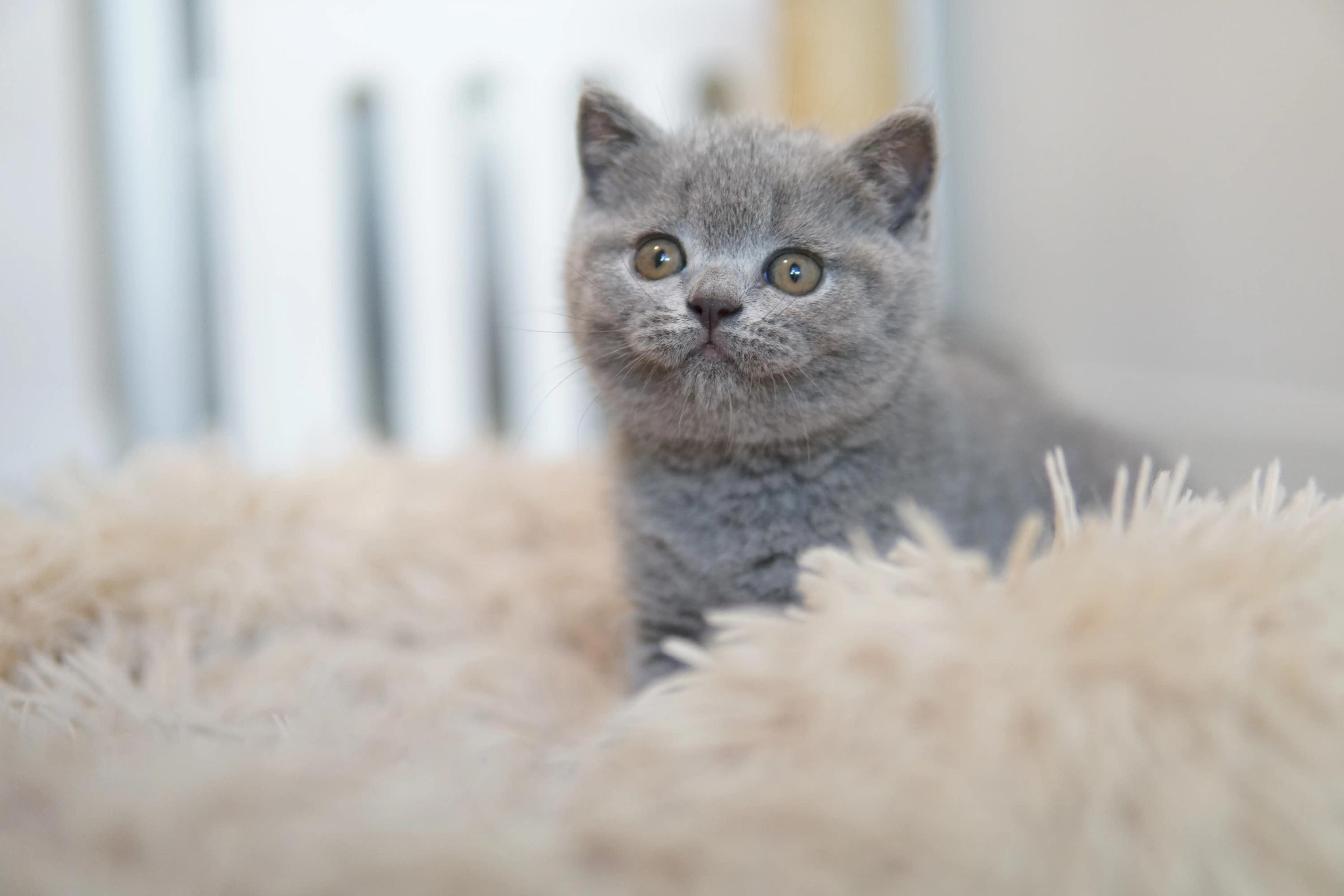 Kitten observing calmly