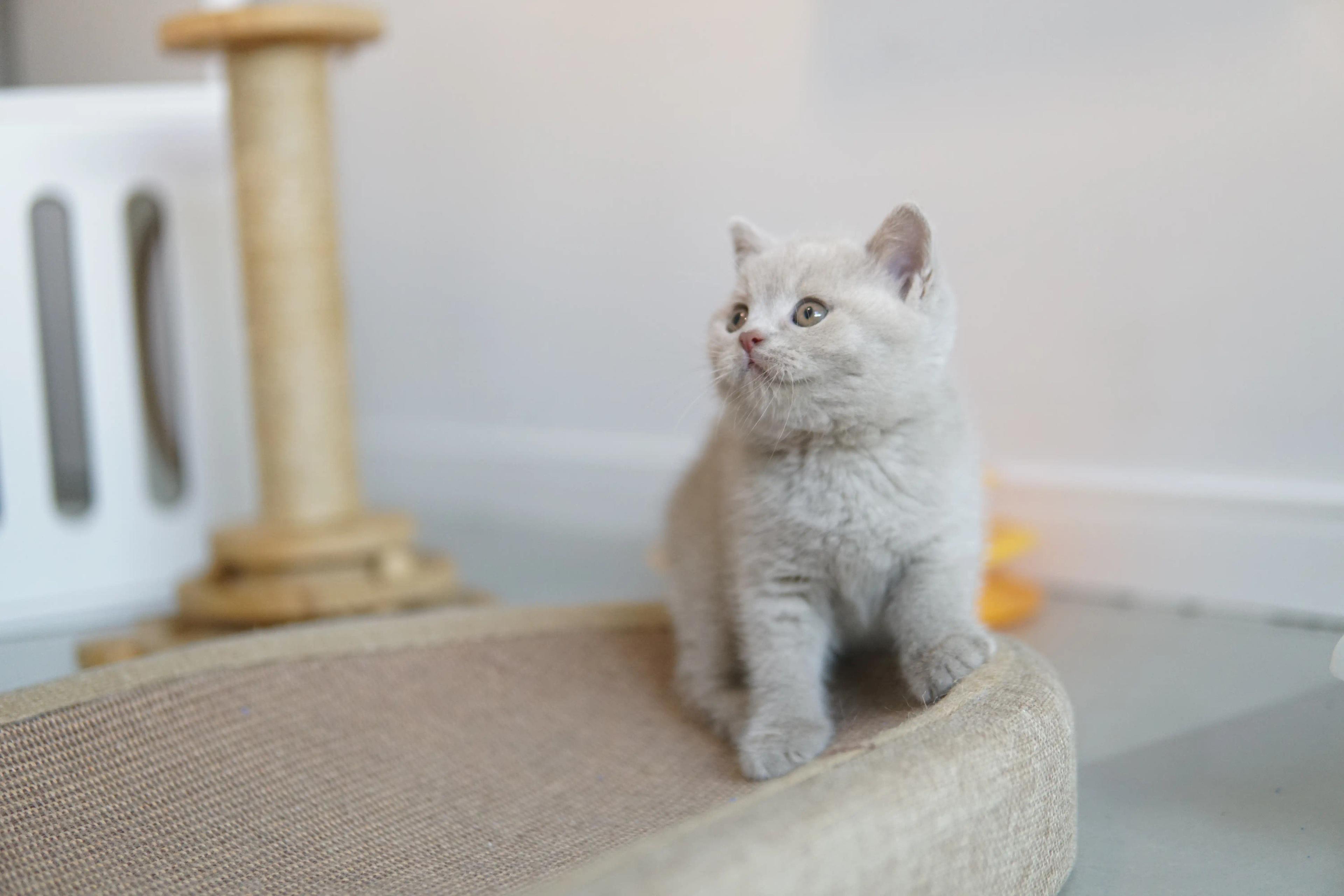 Kitten in a classic pose for photo