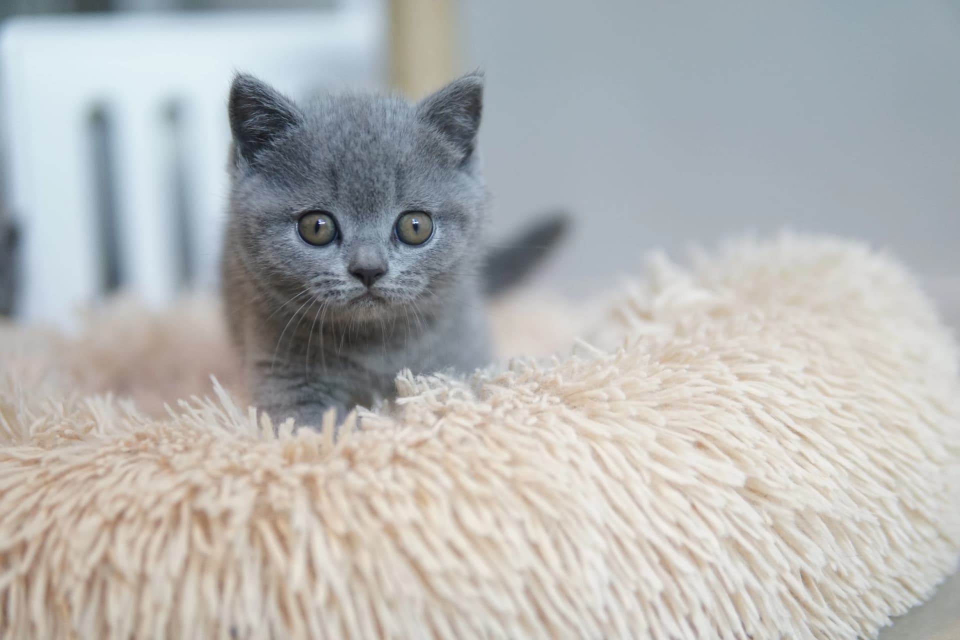 Kitten ready to jump
